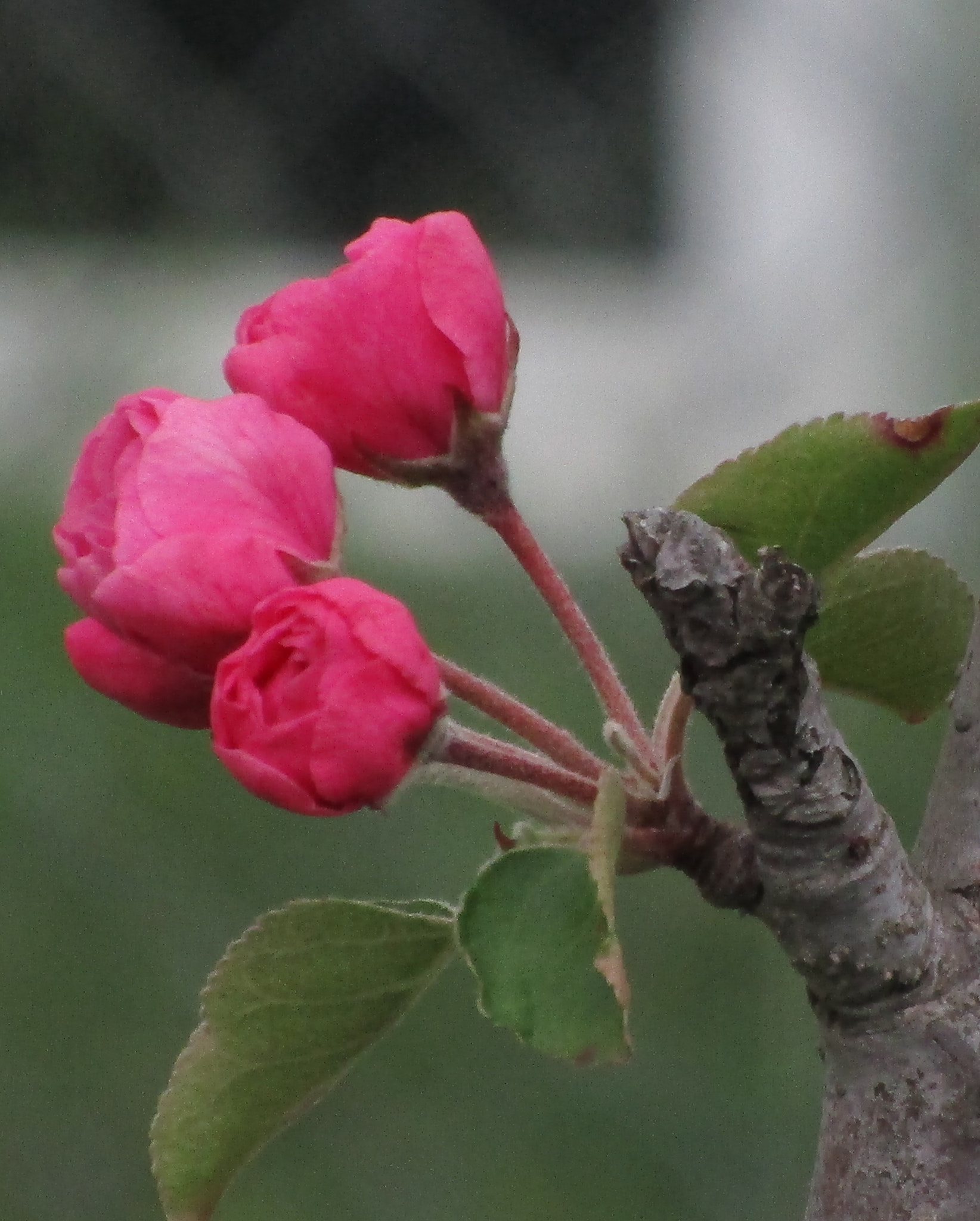 Canon PowerShot ELPH 170 IS (IXUS 170 / IXY 170) sample photo. Spring blossom photography