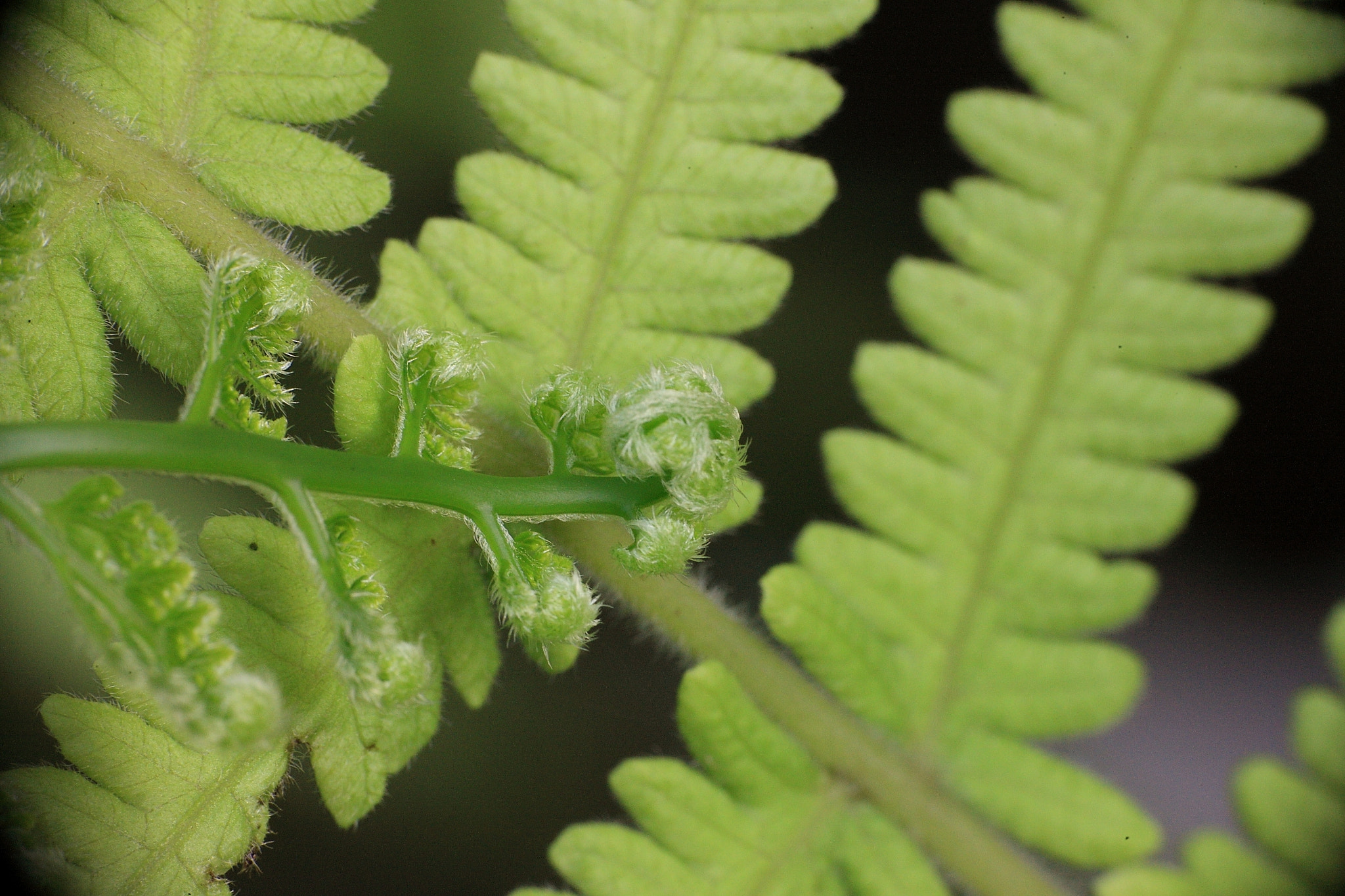 Canon EOS-1Ds Mark III sample photo. Macro photography
