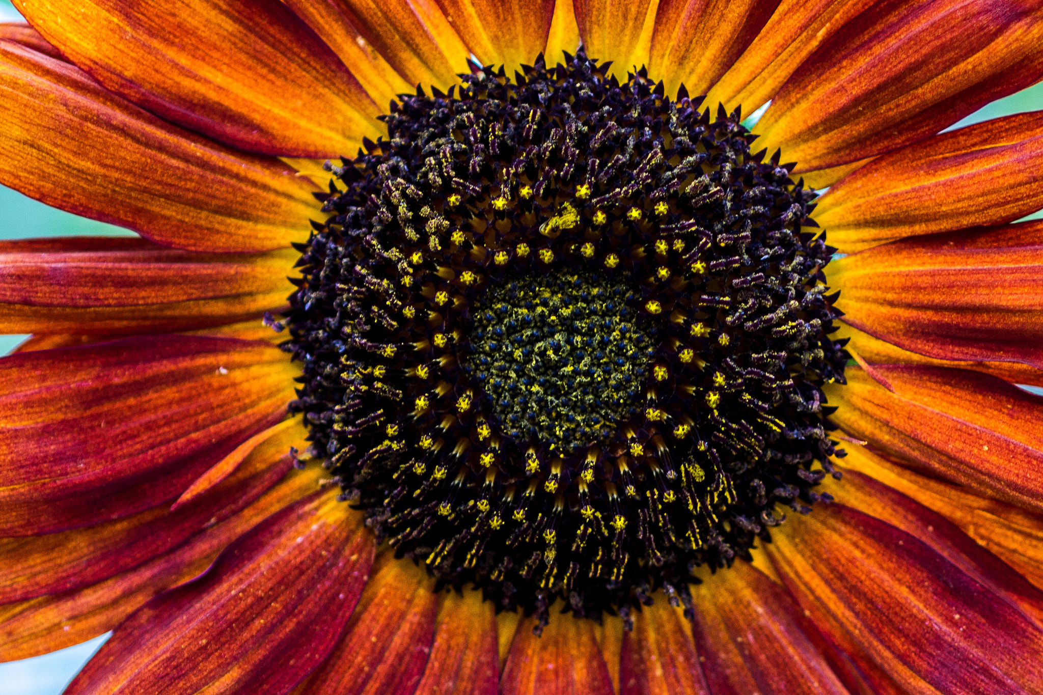 Canon EOS 40D sample photo. Sunflower photography