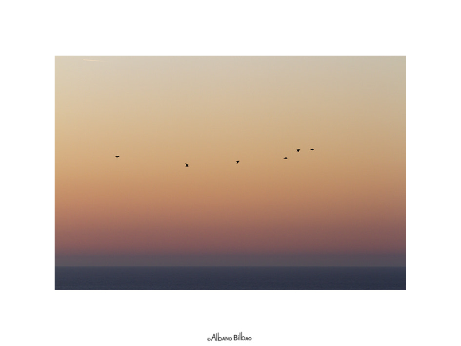 Canon EOS 7D + Canon EF 70-200mm F4L IS USM sample photo. Regreso photography