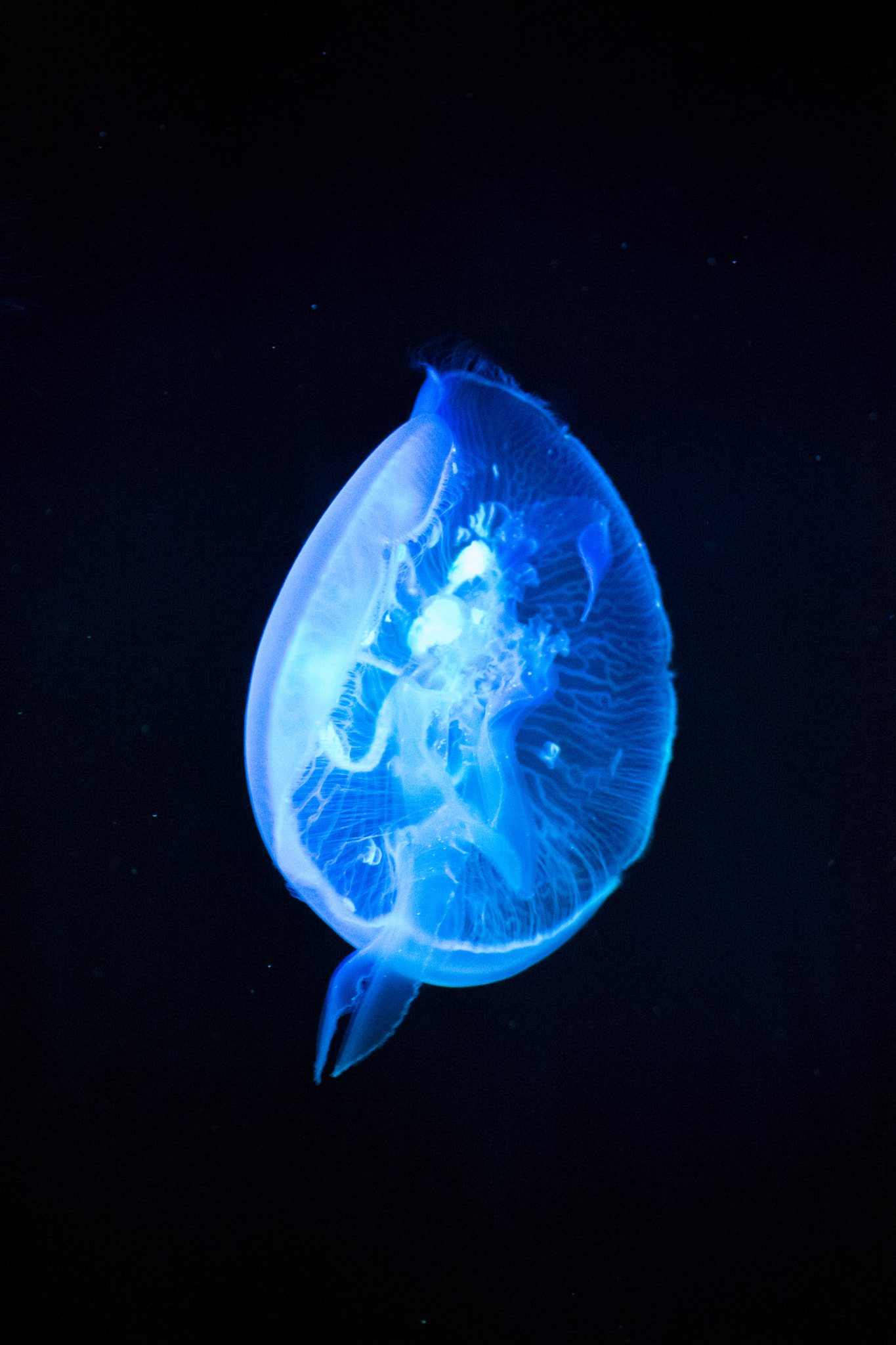 Nikon D7200 sample photo. Moon jellyfish photography
