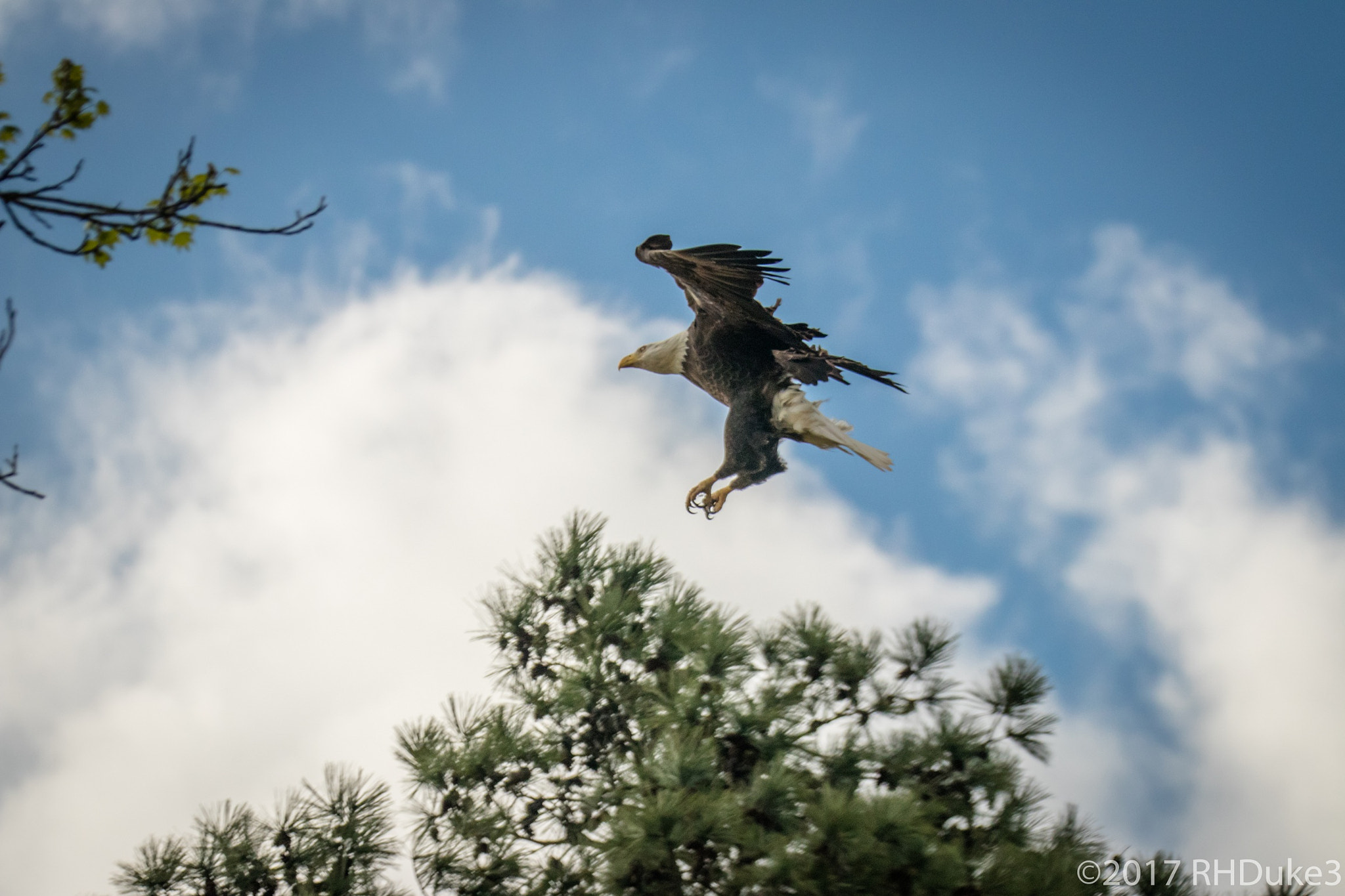 150-600mm F5-6.3 DG OS HSM | Sports 014 sample photo. Coming in for a landing photography