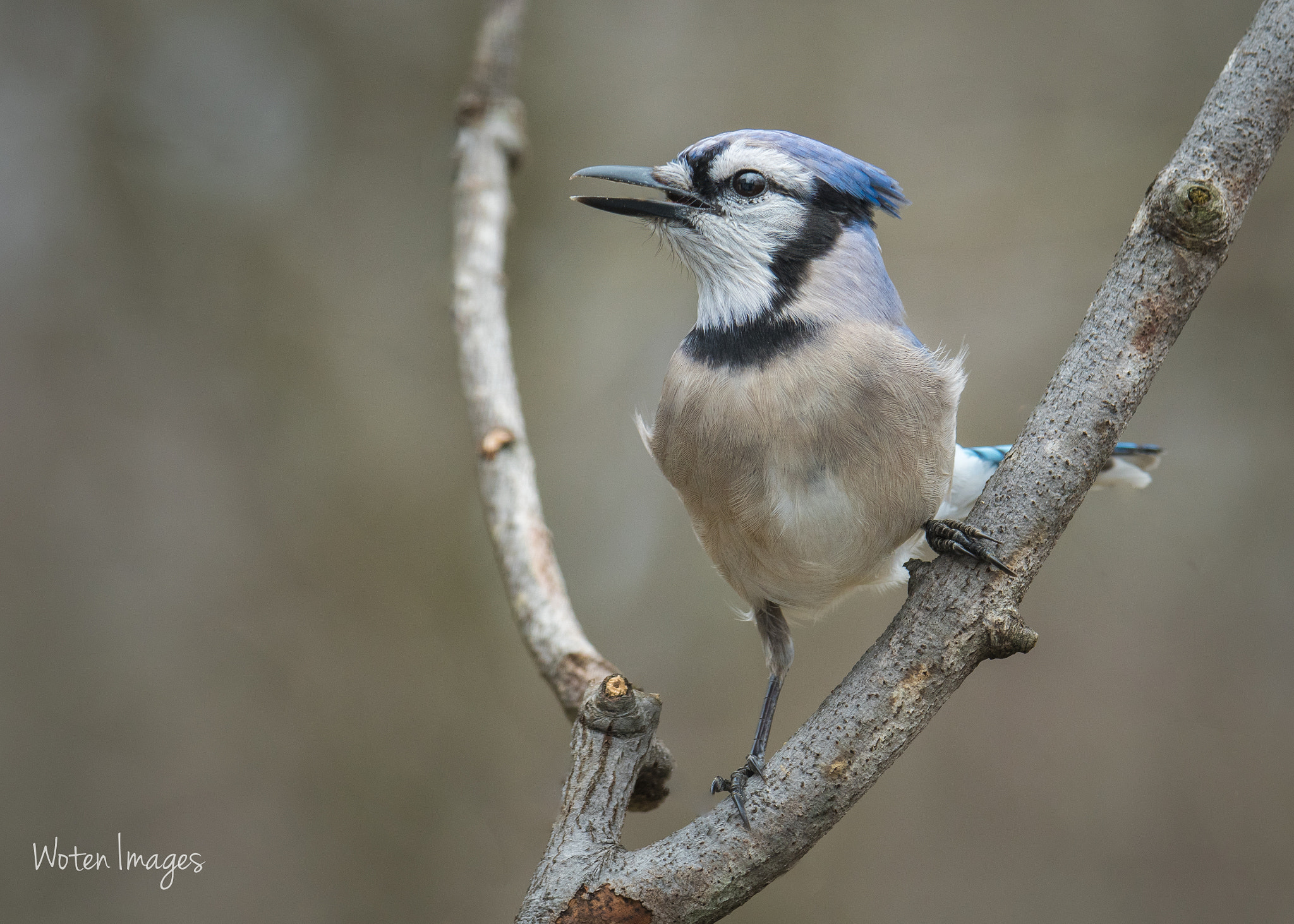 Nikon D500 + Sigma 50mm F2.8 EX DG Macro sample photo. Bluejay photography