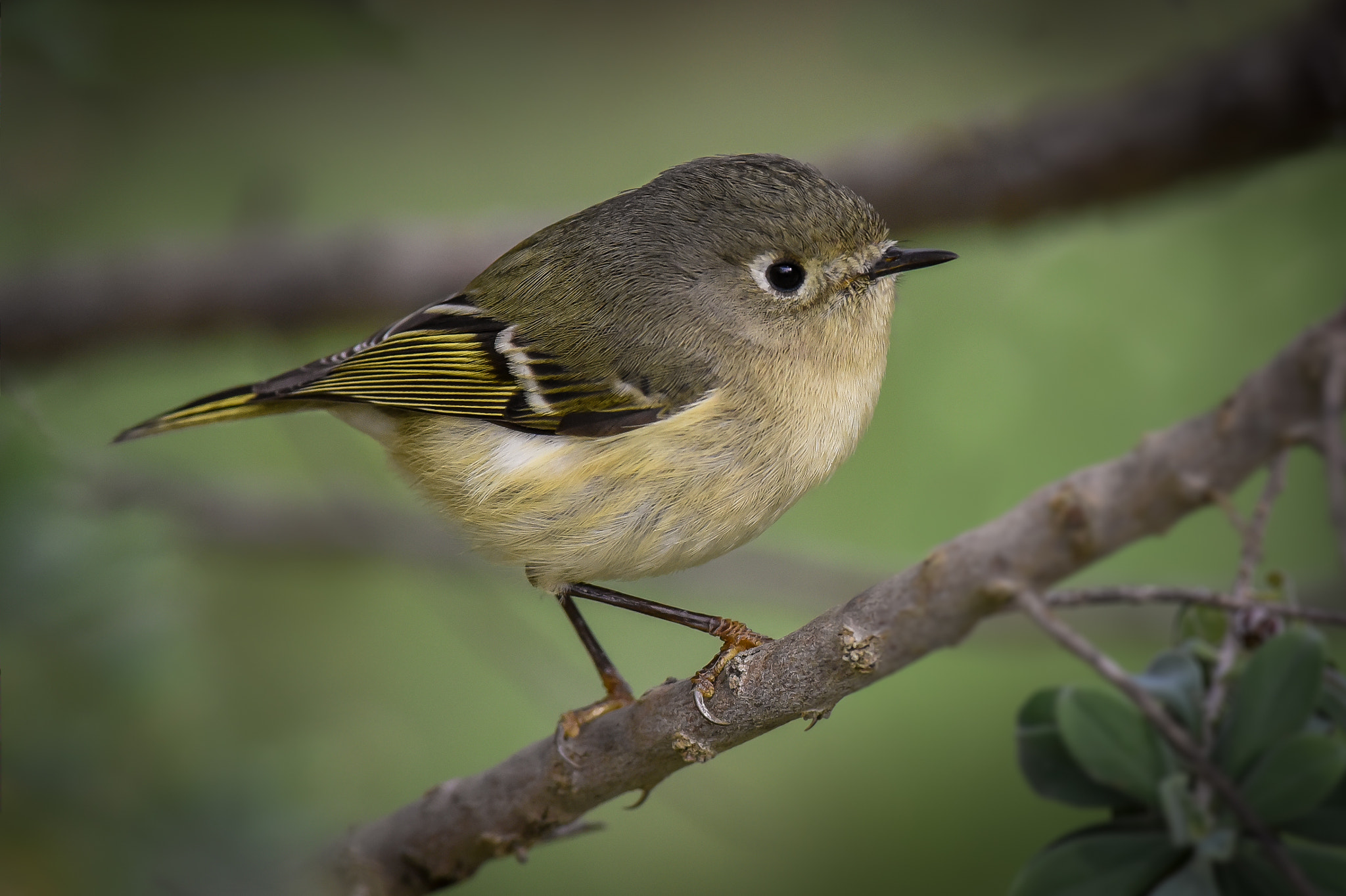 Nikon AF-S Nikkor 300mm F2.8G ED-IF VR sample photo. Ruby-crowned kinglet photography