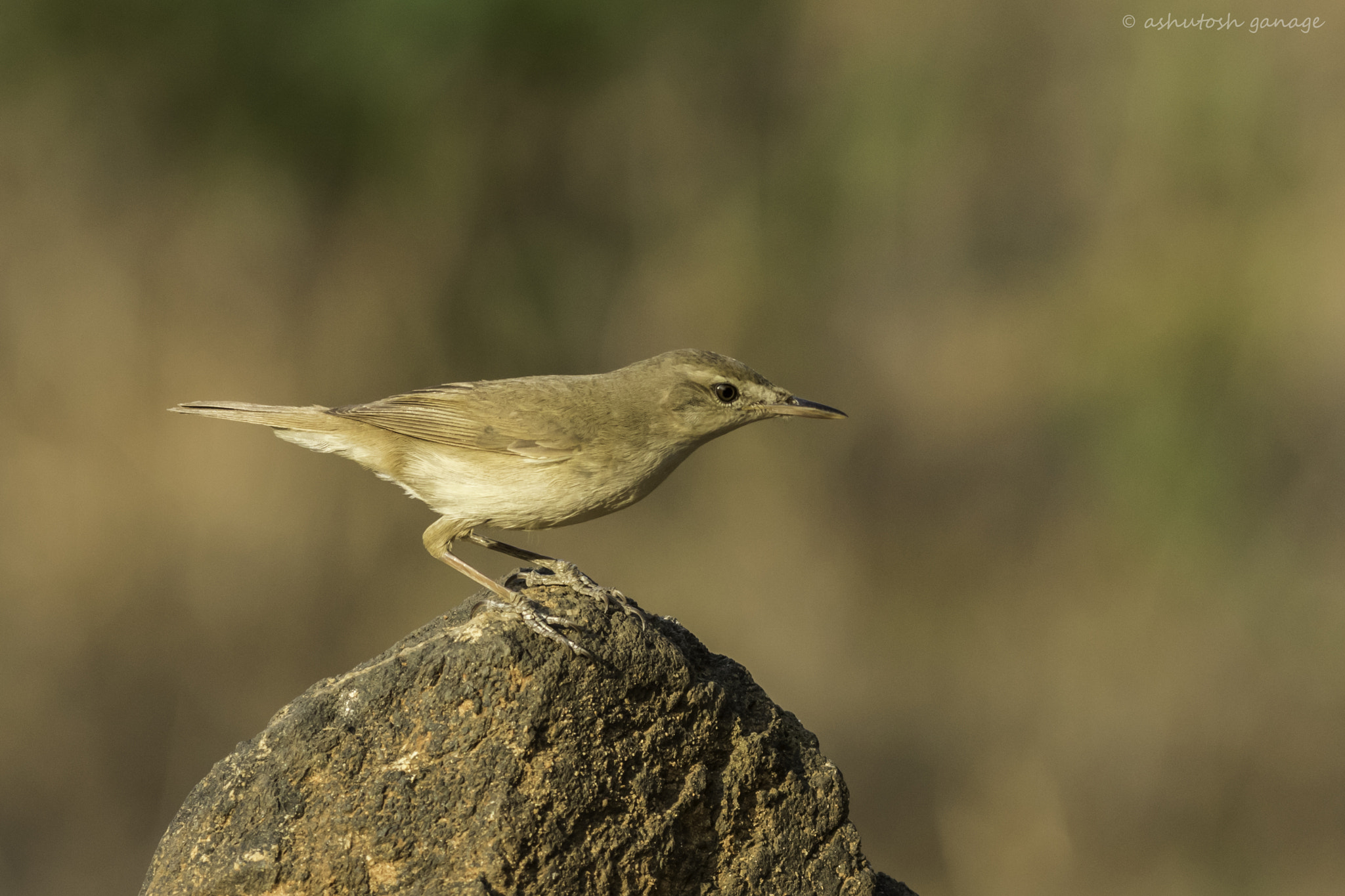 Canon EF 300mm F4L IS USM sample photo. Booted warbler photography