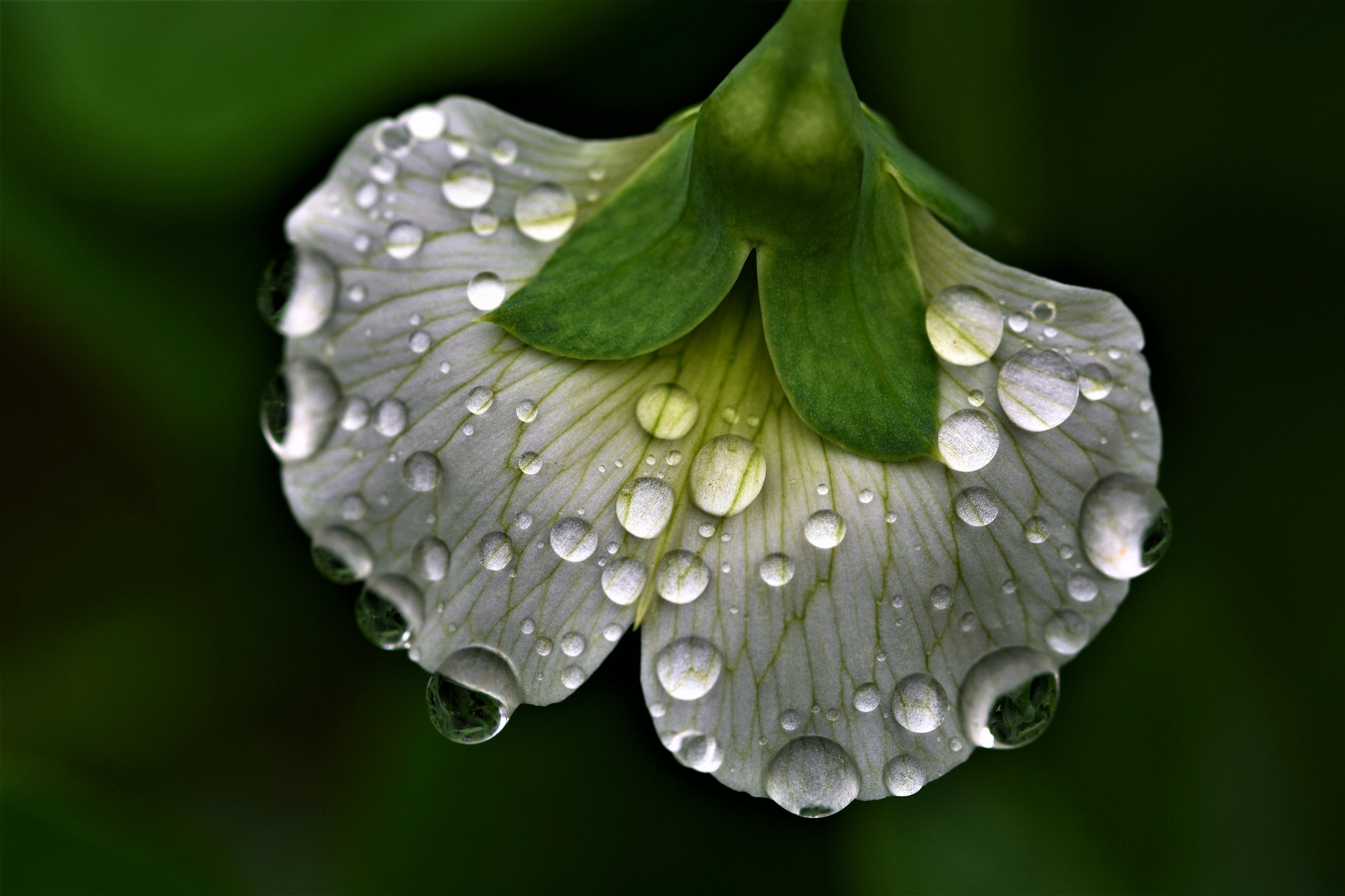 Sigma 105mm F2.8 EX DG OS HSM sample photo. B photography