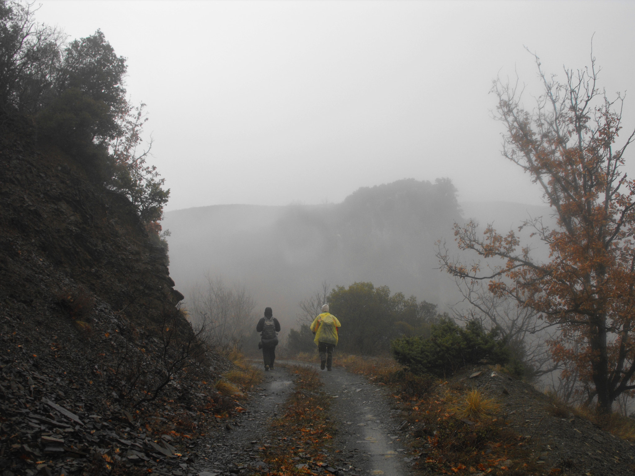 Fujifilm FinePix S1000fd sample photo. Walking in the mist and the morning rain photography