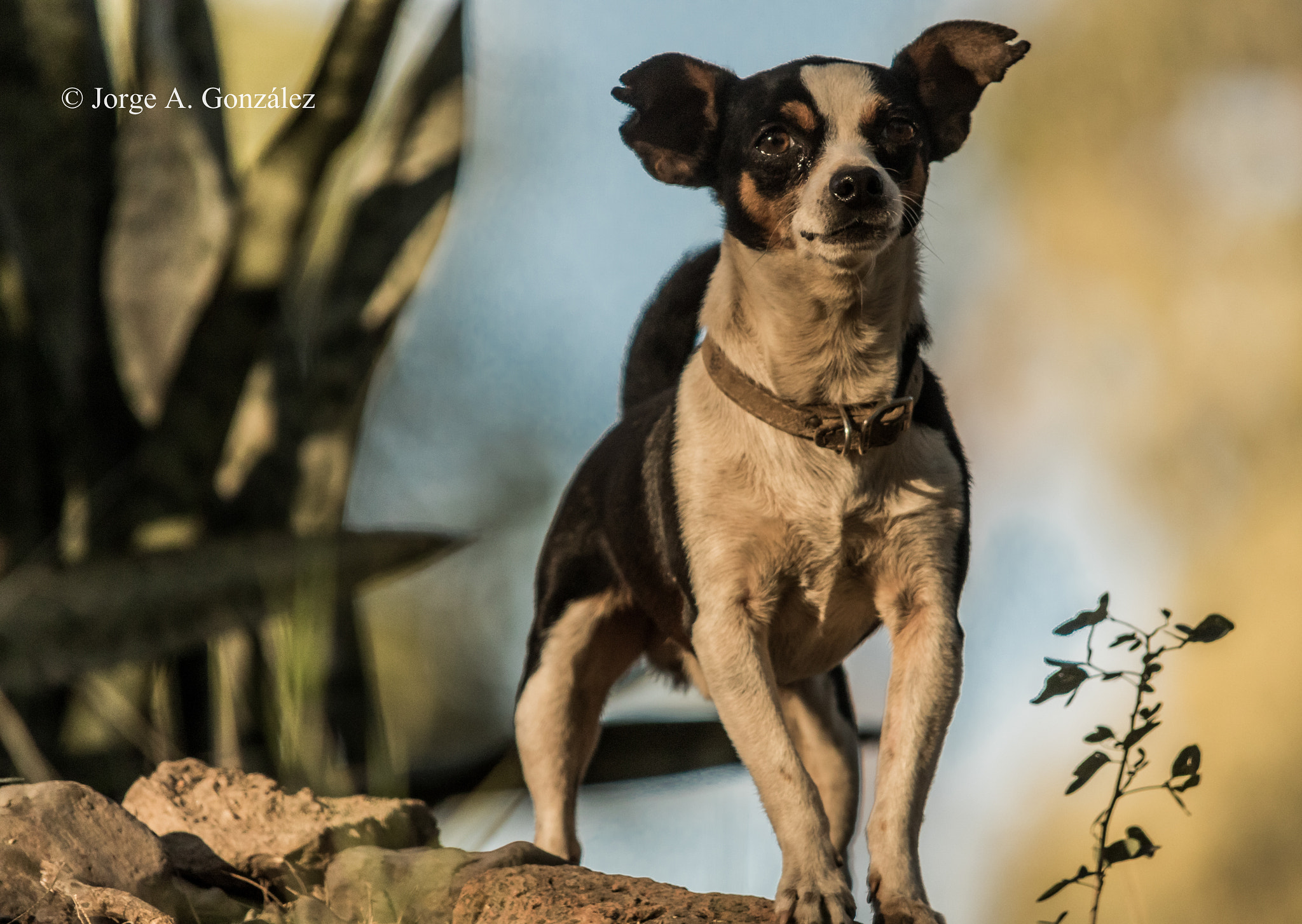 Sigma 150-500mm F5-6.3 DG OS HSM sample photo. Dogy photography
