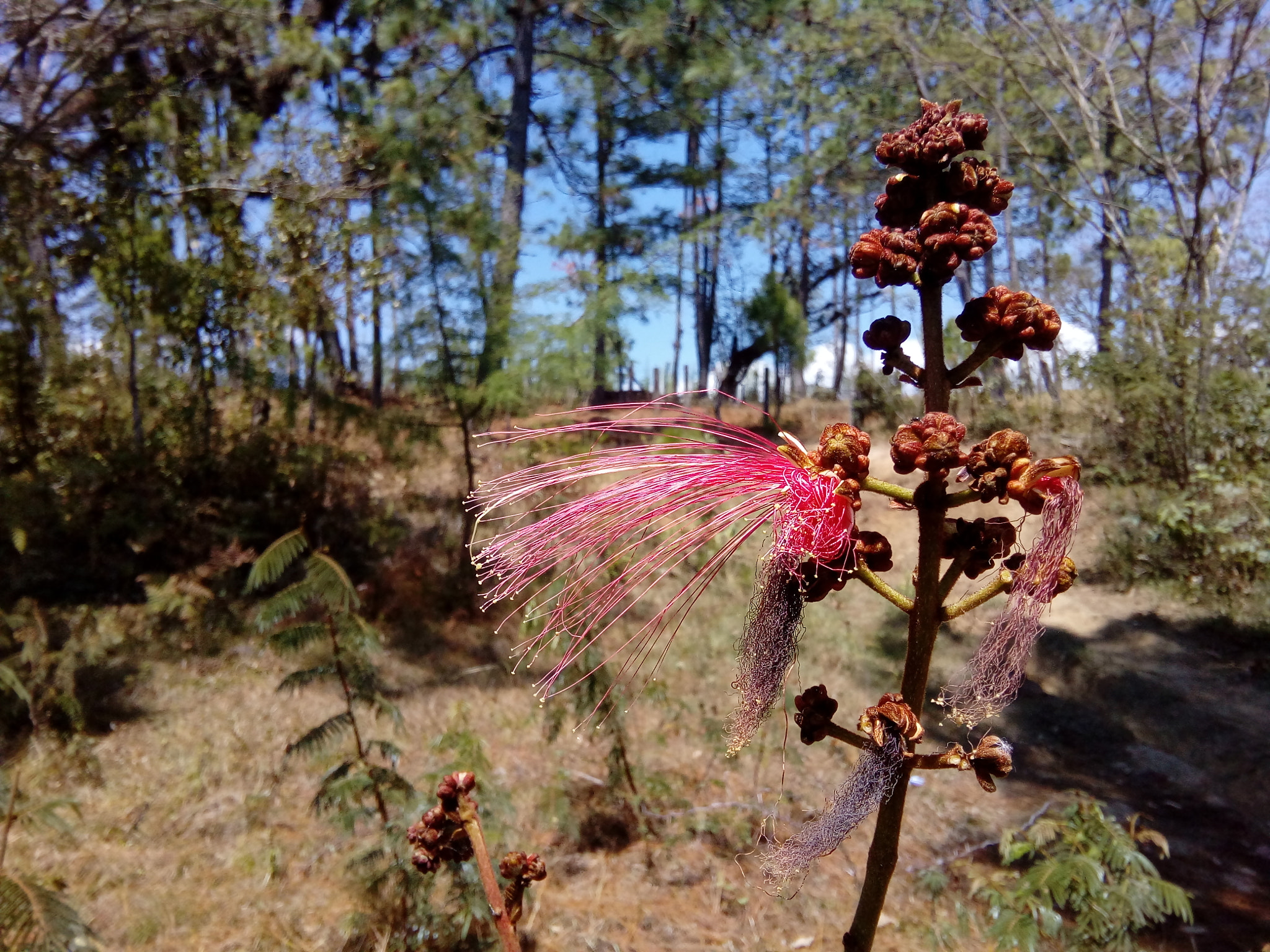 ZTE Blade V6 Max sample photo. Crest of rooster  photography