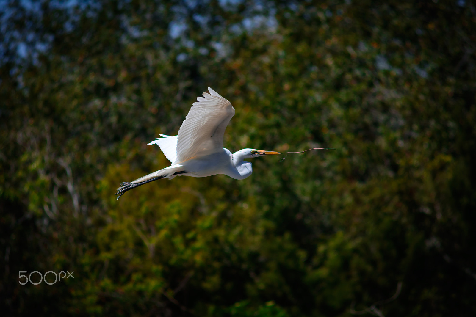 AF Zoom-Nikkor 70-210mm f/4 sample photo. Great egret in flight photography