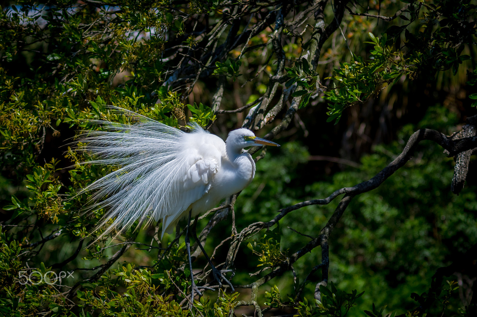 Nikon D7100 sample photo. Nesting great egret photography