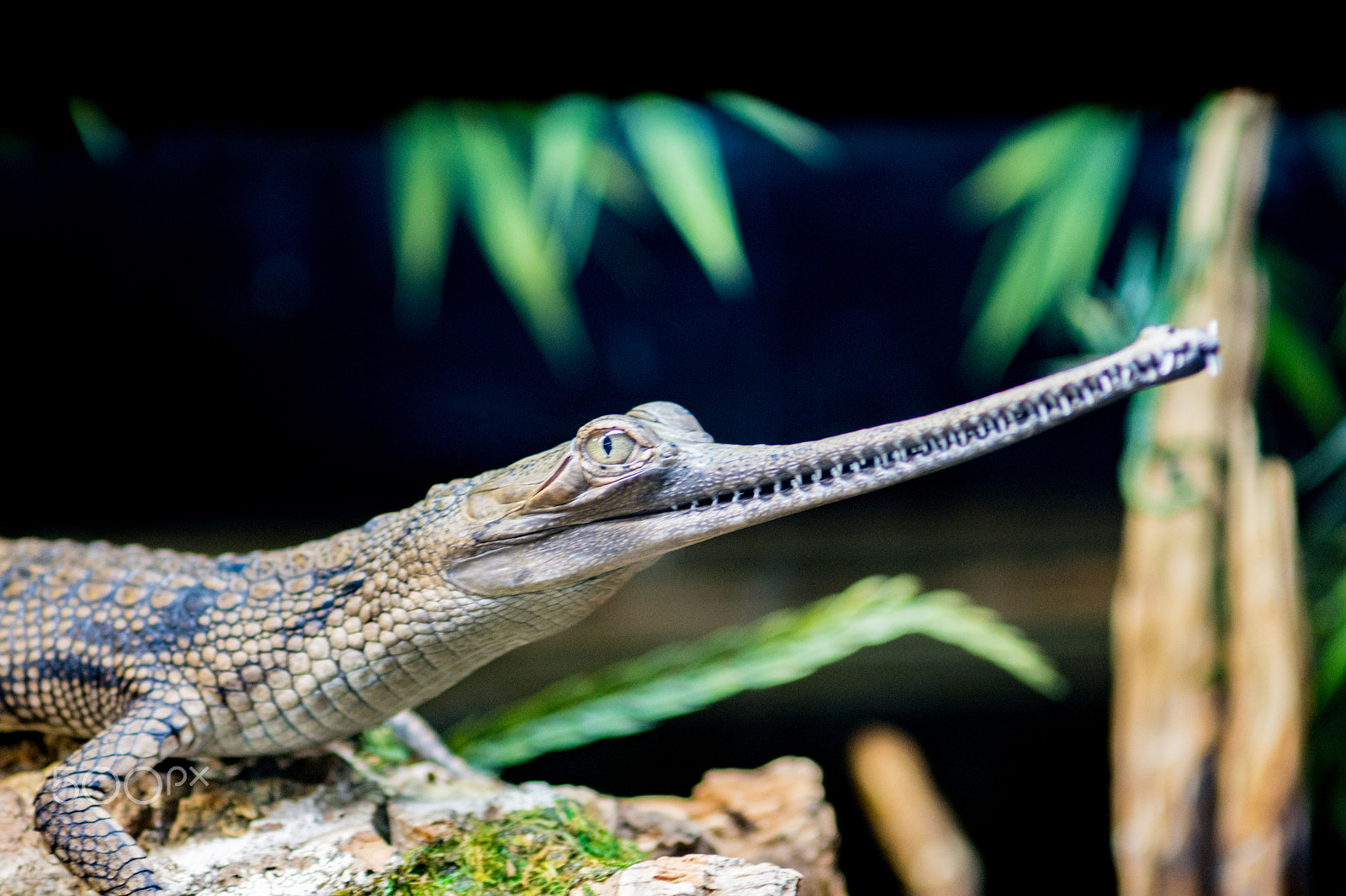 Nikon D7100 + AF Zoom-Nikkor 70-210mm f/4 sample photo. Juvenile indian gharial photography