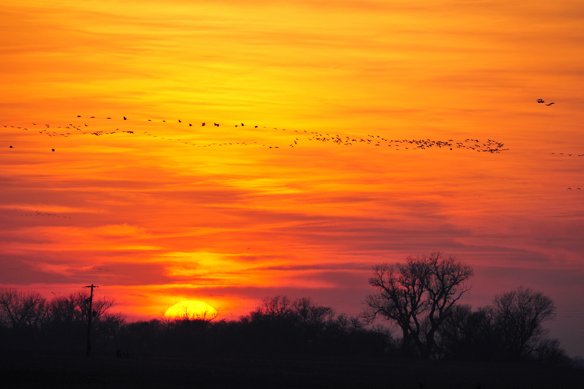 Nikon D700 + Tamron SP 150-600mm F5-6.3 Di VC USD sample photo. Cranes returning to the platte river at sunset photography