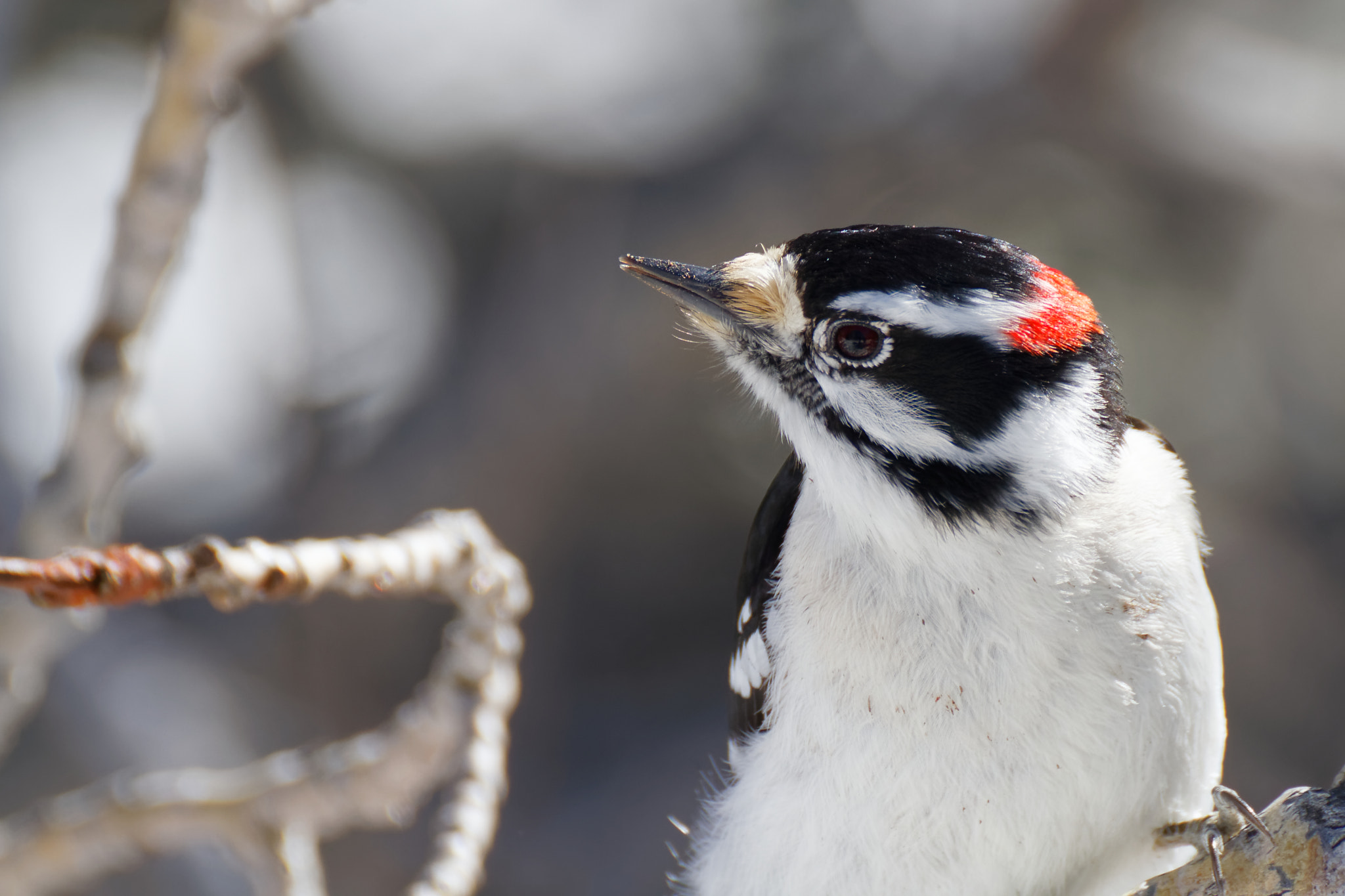 Canon EOS 7D + Tamron SP 35mm F1.8 Di VC USD sample photo. Downy woodpecker photography
