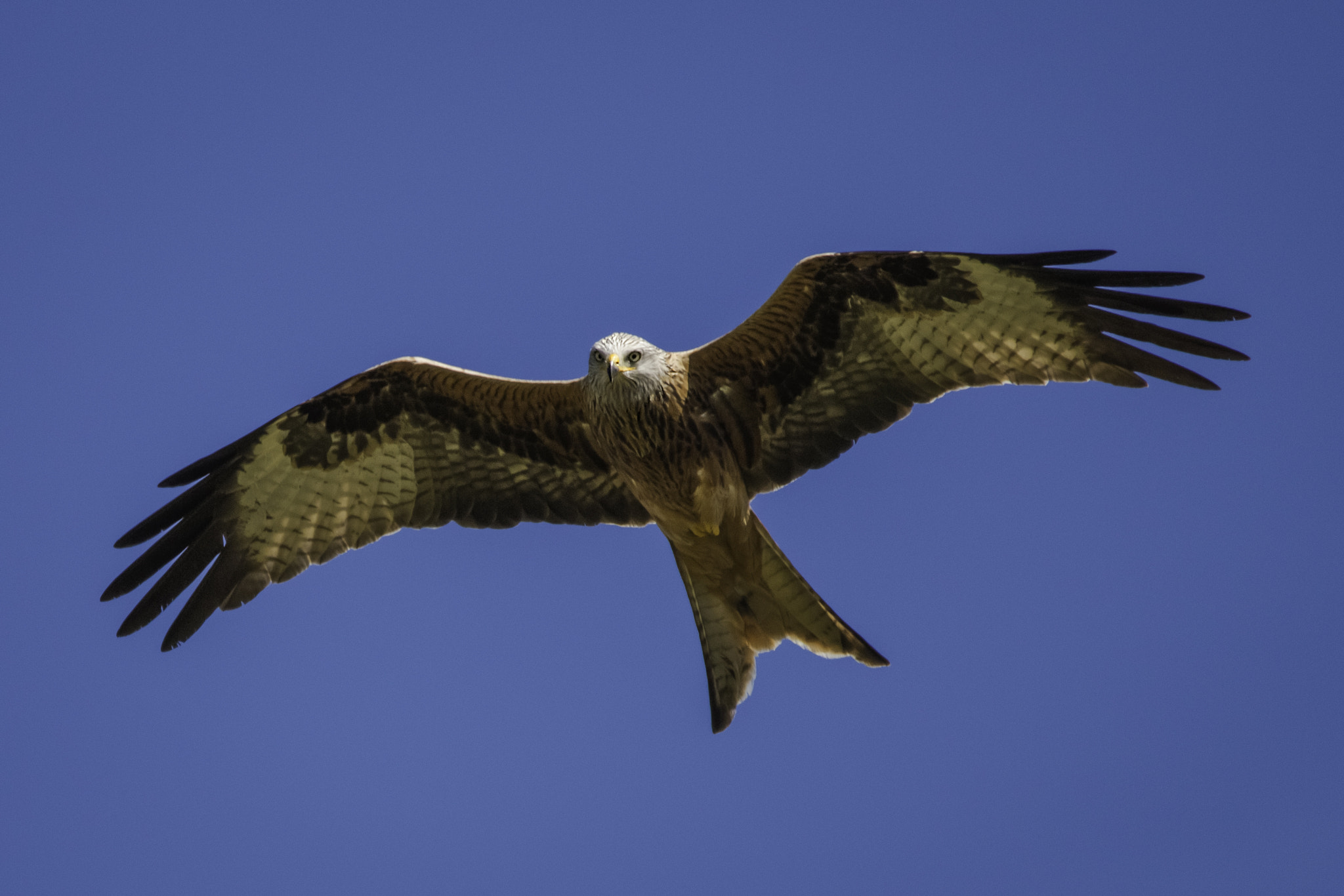 Tamron SP 150-600mm F5-6.3 Di VC USD sample photo. Milvus milvus photography