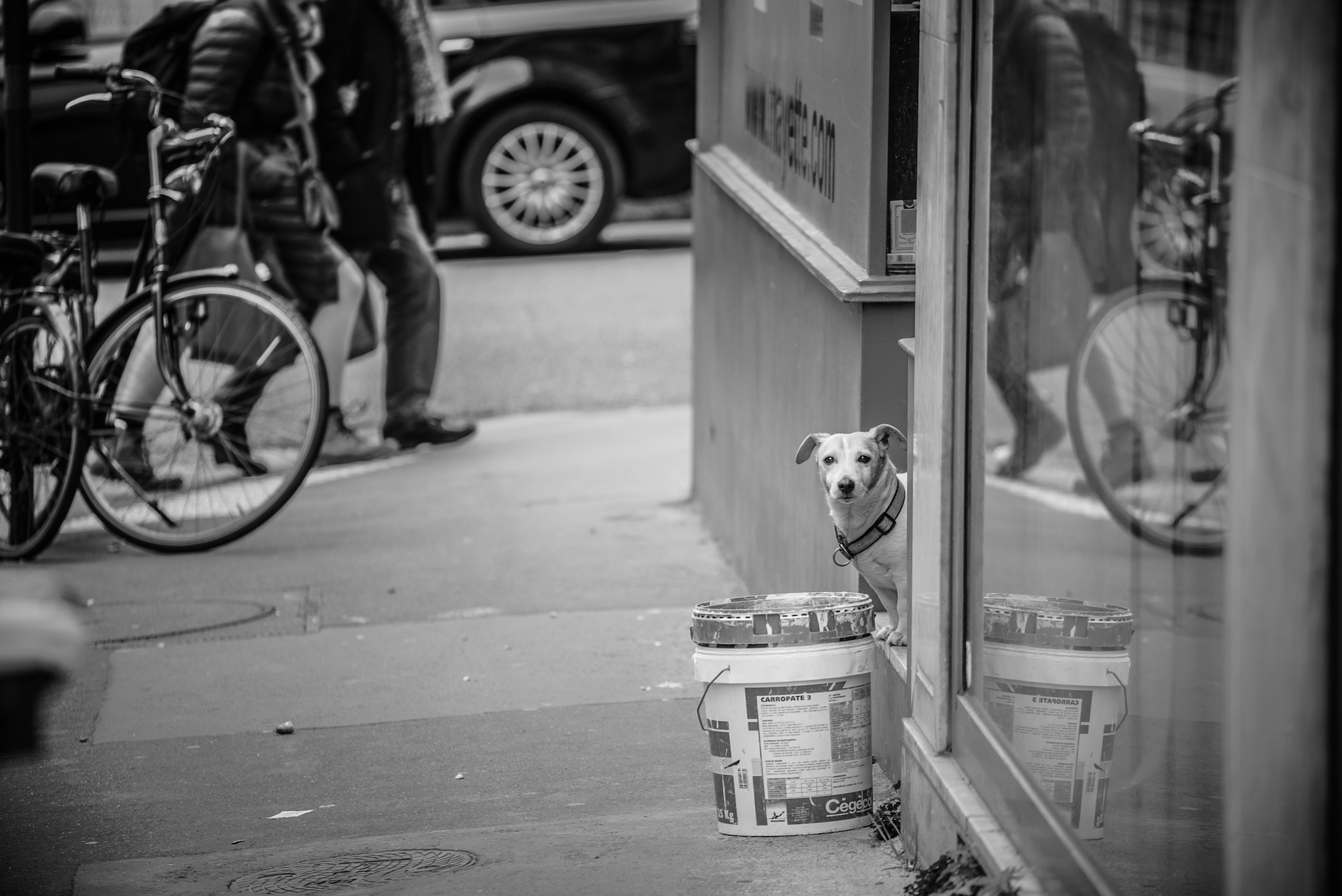 Sony a7S II + DT 70-200mm F4 SAM sample photo. Chien sentinelle photography
