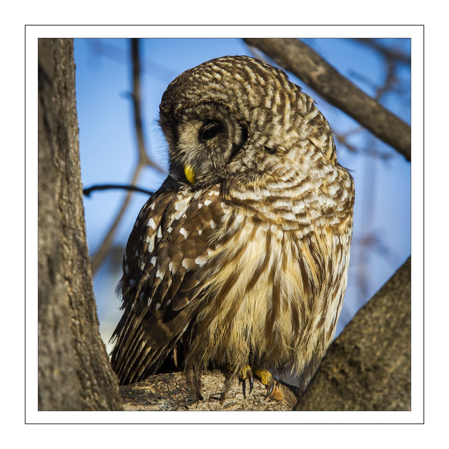Sigma 100-300mm f/4 sample photo. Barred owl photography