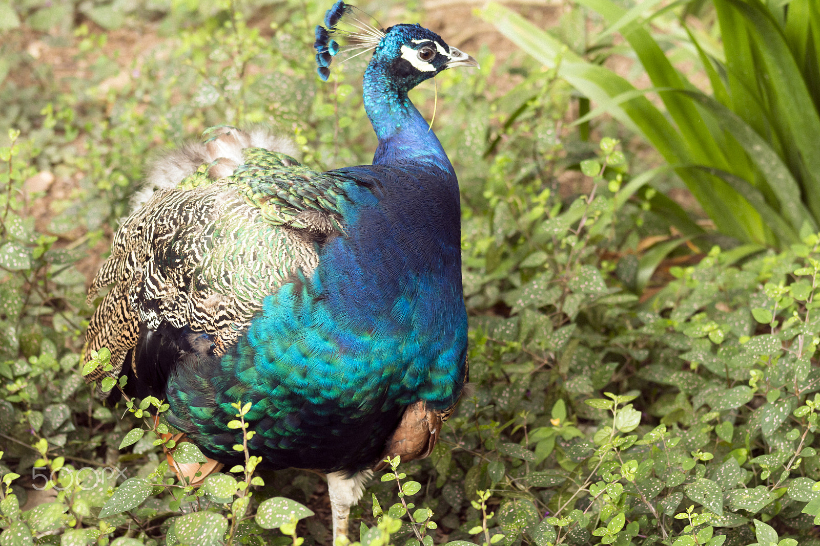 Canon EOS 70D + EF75-300mm f/4-5.6 sample photo. The blue peacock photography