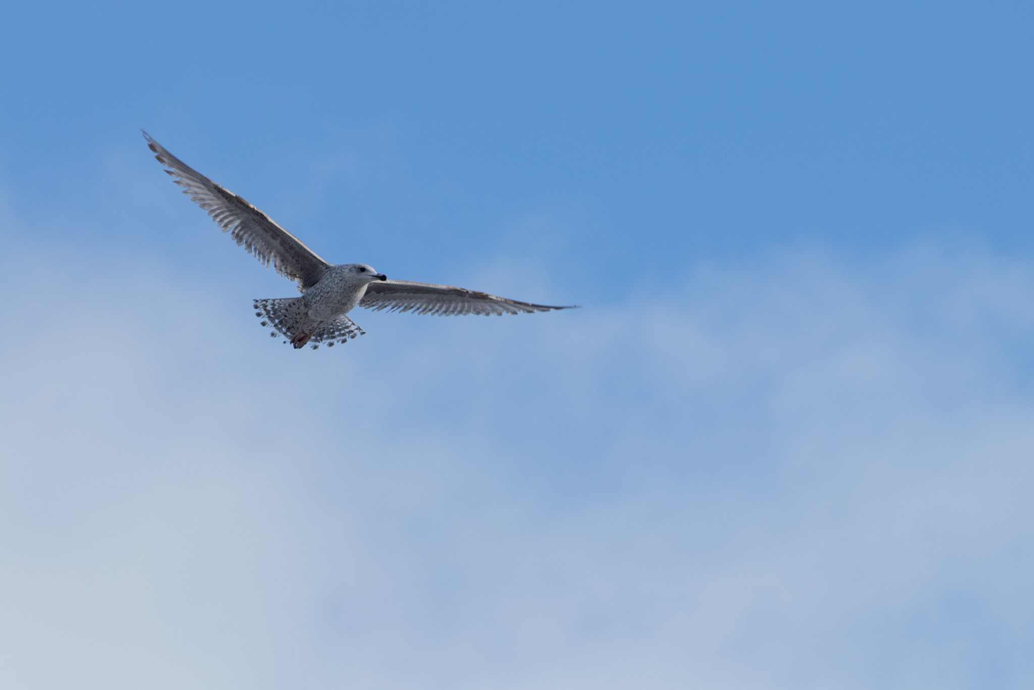 Canon EF 70-200mm F2.8L IS USM sample photo. My wings are spread photography