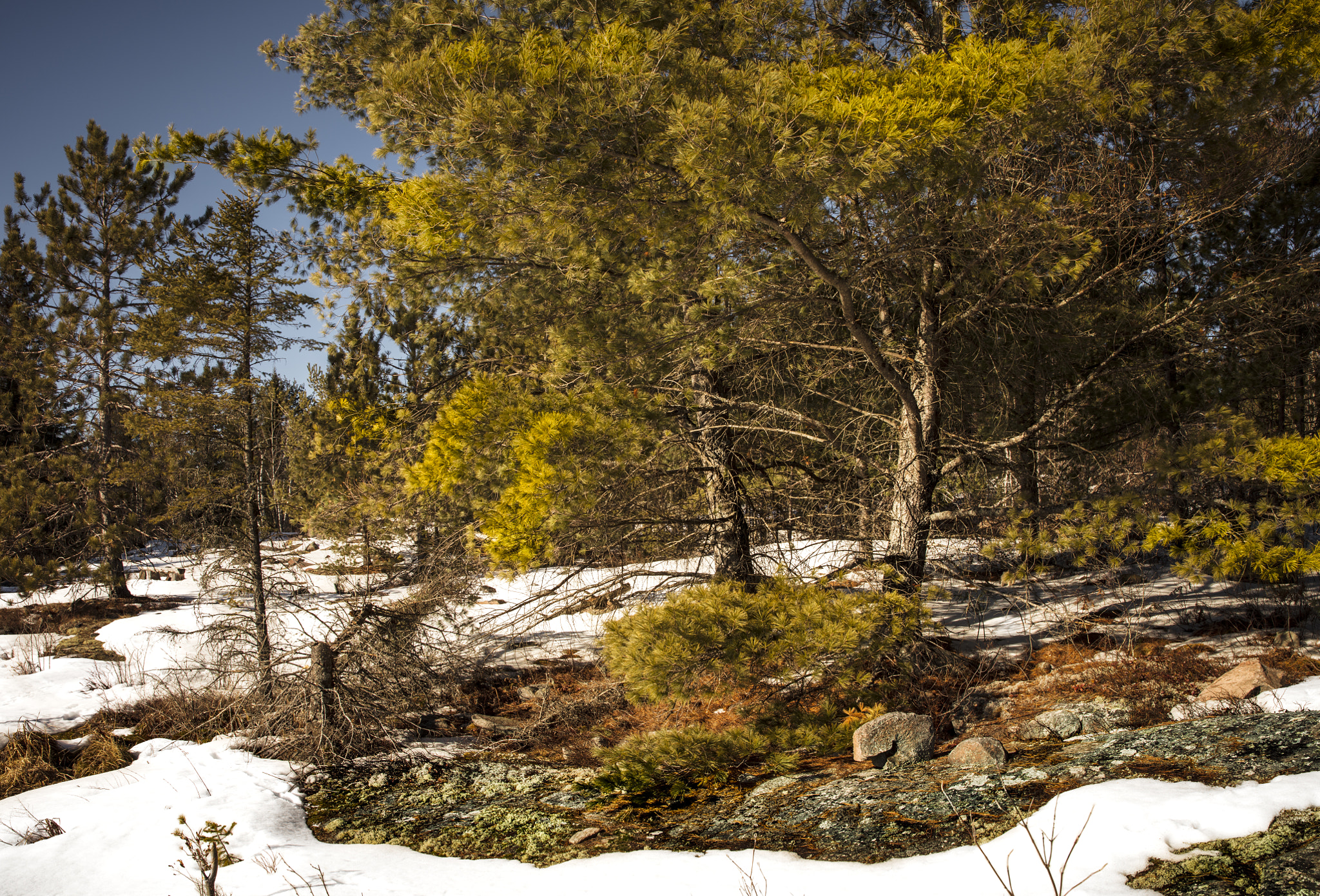 Canon EOS 5DS sample photo. Sunny spring afternoon at the pond photography
