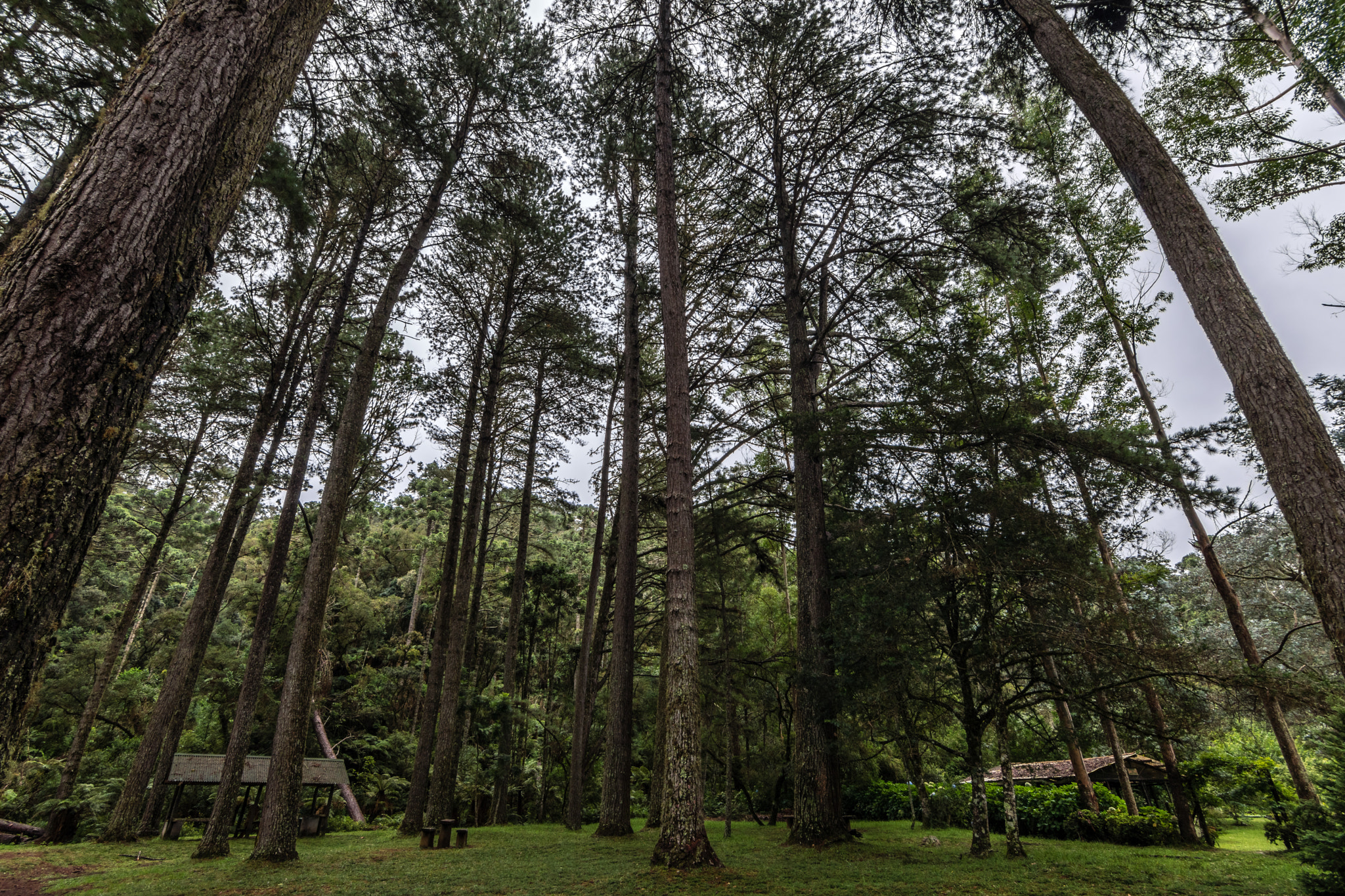 Nikon D5500 sample photo. Horto florestal - campos do jordão - sp photography