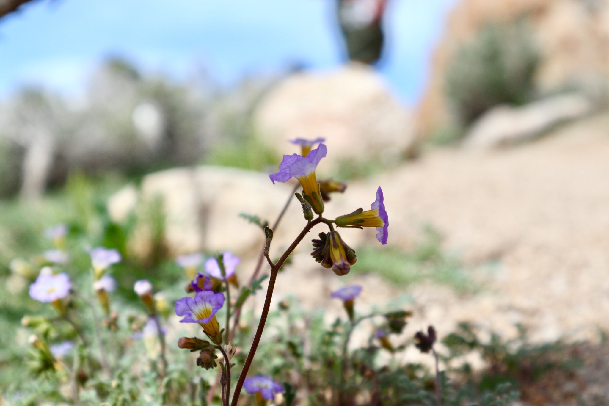 Canon EOS M5 sample photo. Alabama hills in lone pine, ca photography