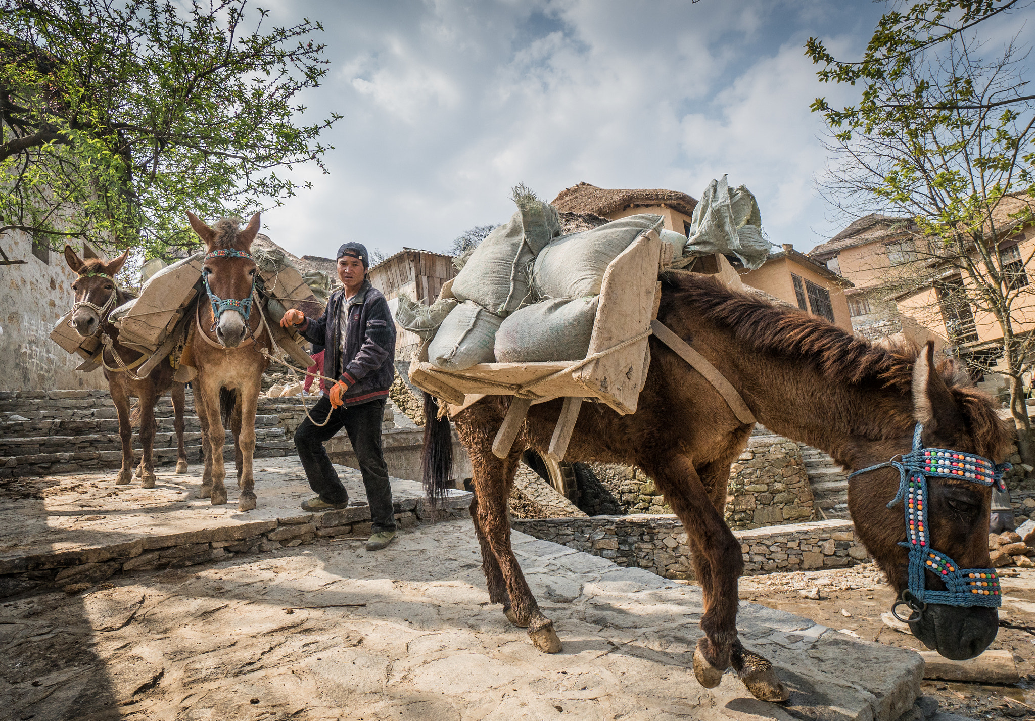 Sony a6300 + Sony E 10-18mm F4 OSS sample photo. Working horses photography