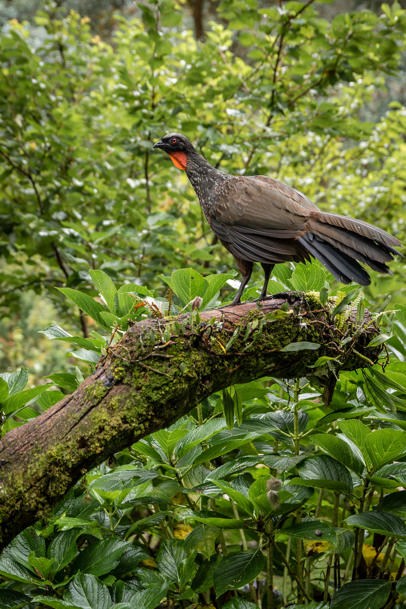 Sigma 17-50mm F2.8 EX DC OS HSM sample photo. Bird photography