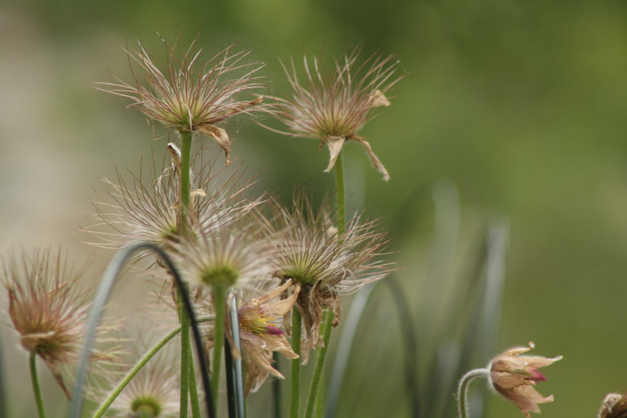 EF75-300mm f/4-5.6 sample photo