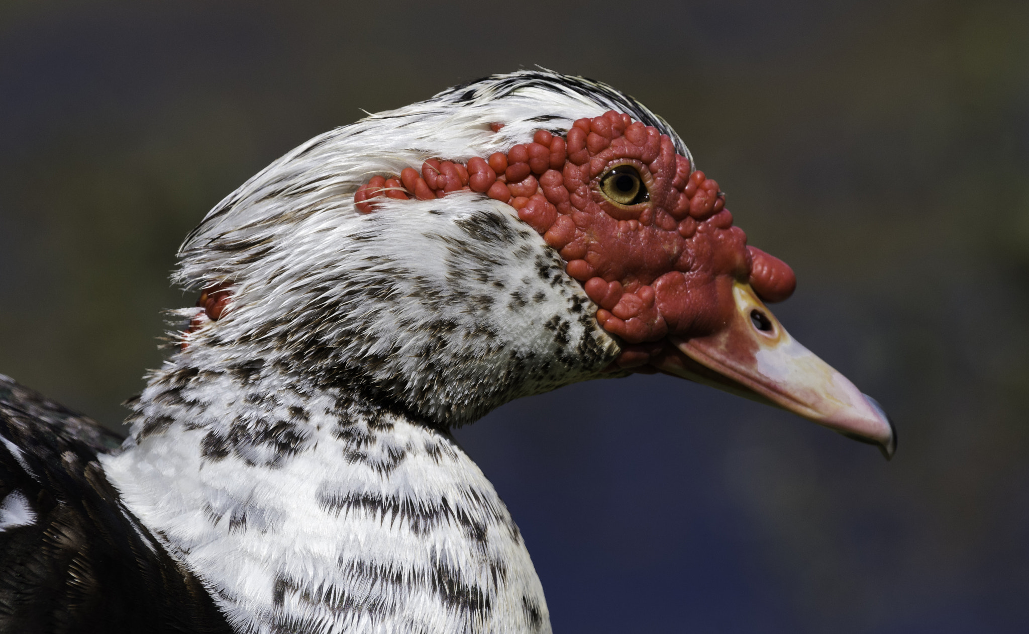 Nikon AF-S Nikkor 200-500mm F5.6E ED VR sample photo. Duck photography
