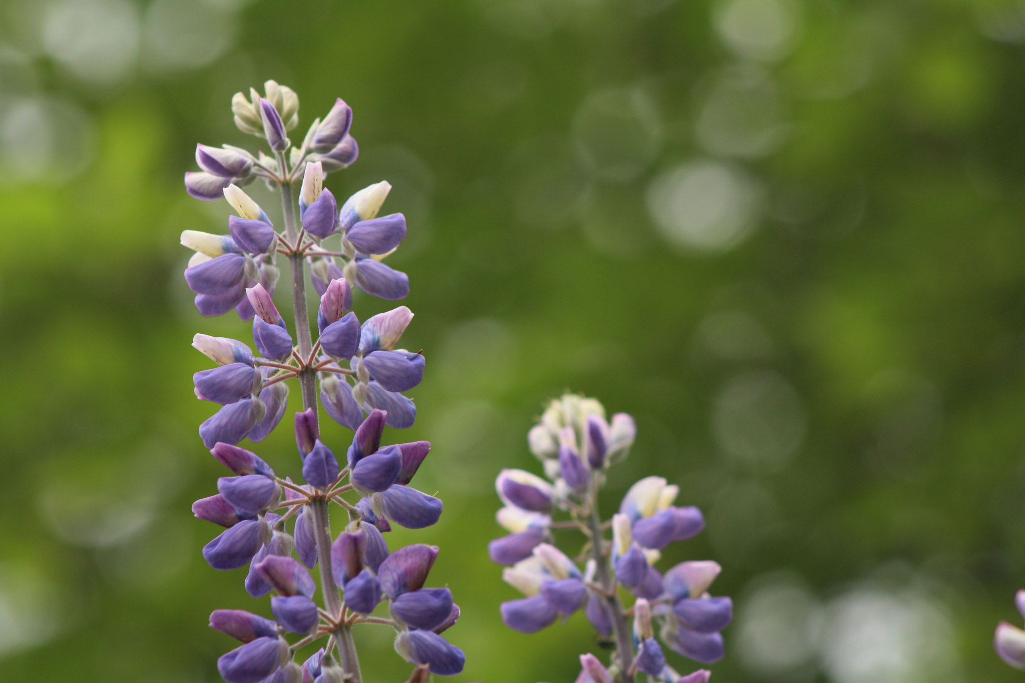 EF75-300mm f/4-5.6 sample photo