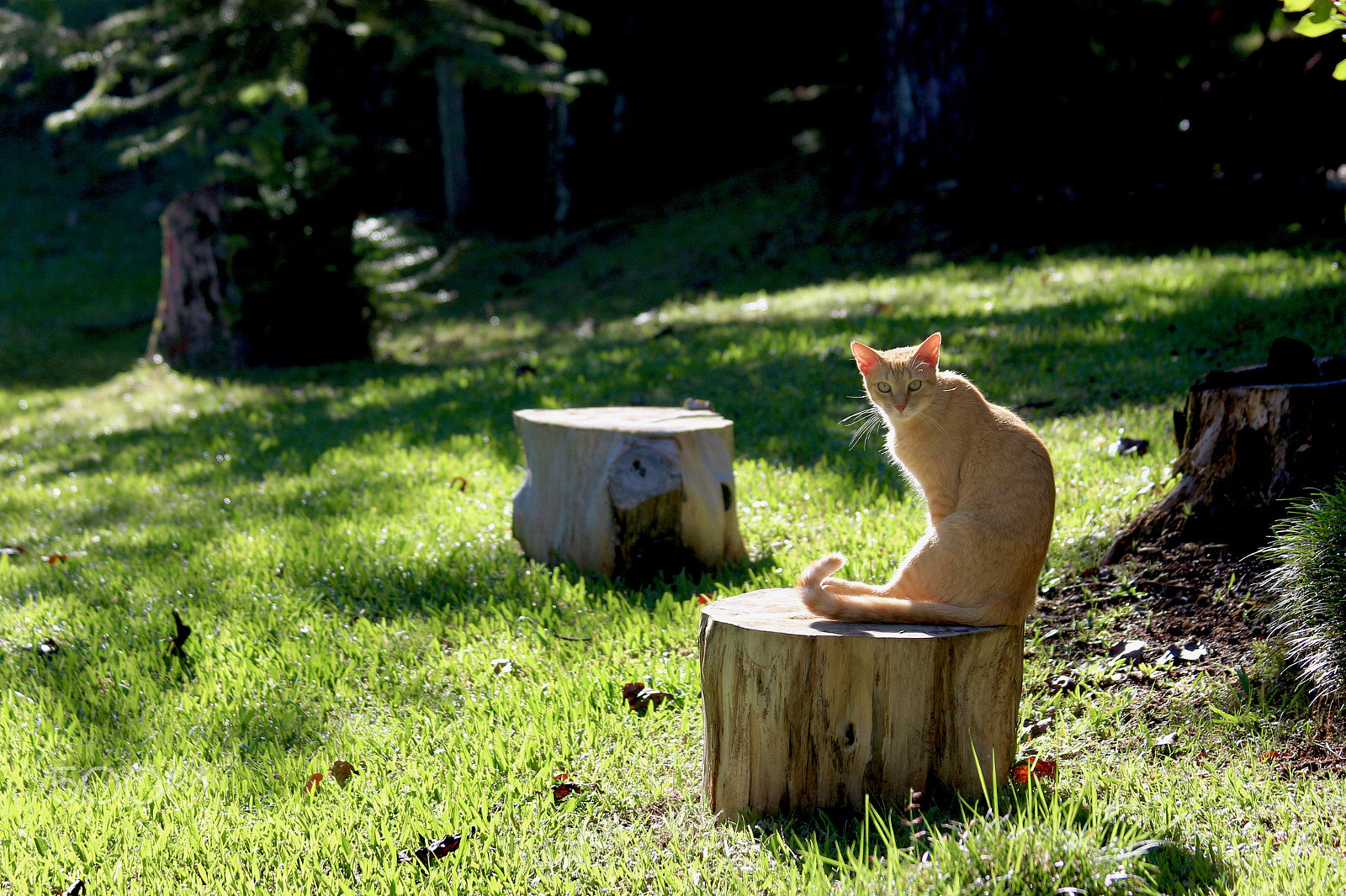 Canon EF 70-300mm F4-5.6 IS USM sample photo. Enjoying the morning sun photography