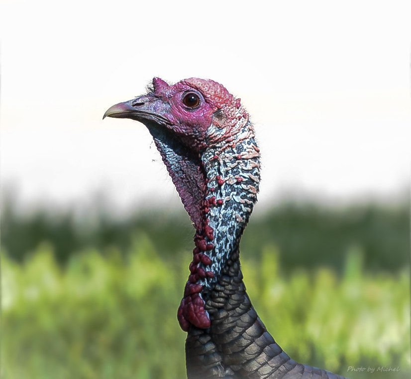 Nikon AF-S Nikkor 200-500mm F5.6E ED VR sample photo. Turkey head shot photography