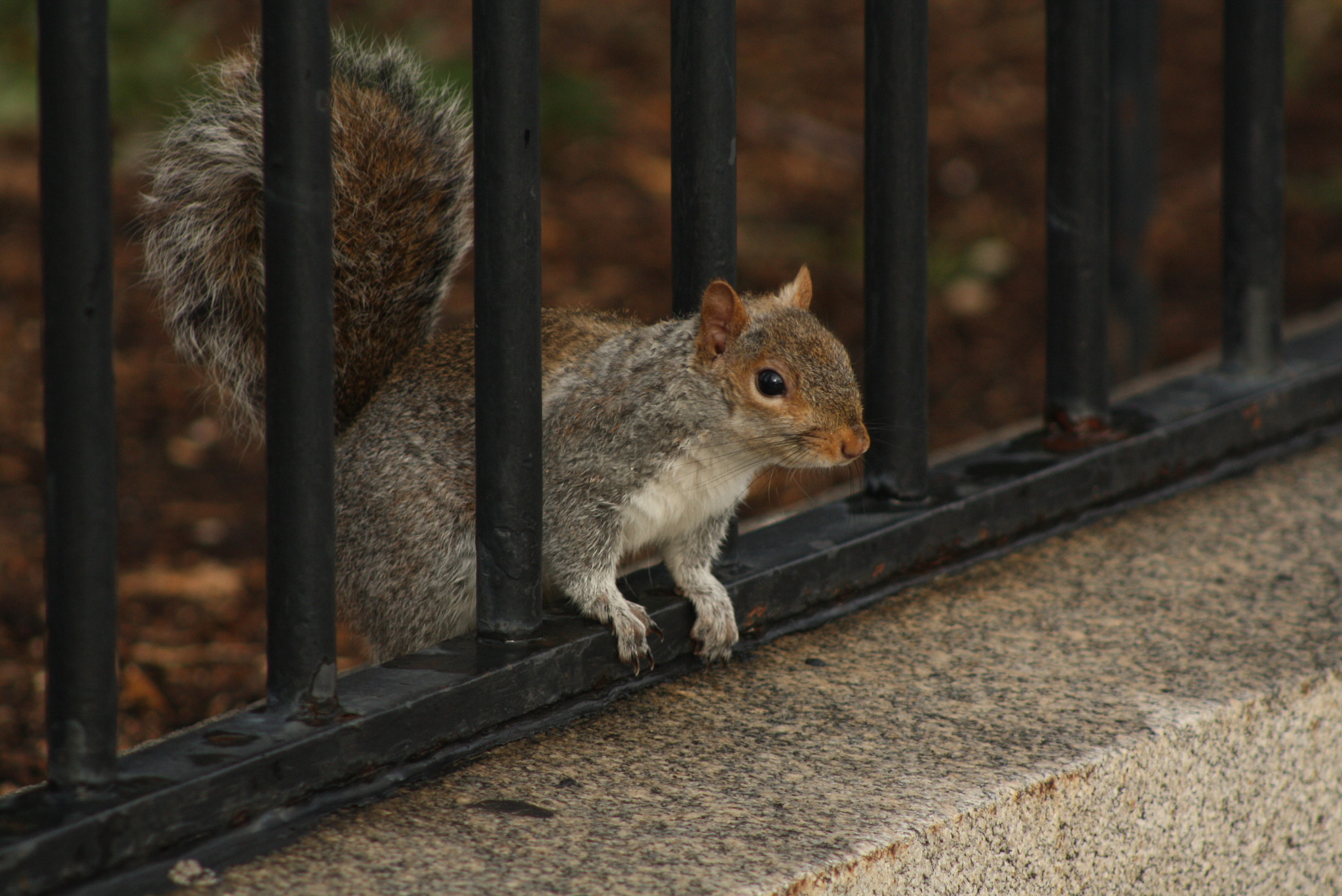 EF75-300mm f/4-5.6 sample photo. A squirrel escaping 1600 pennsylvania avenue! photography