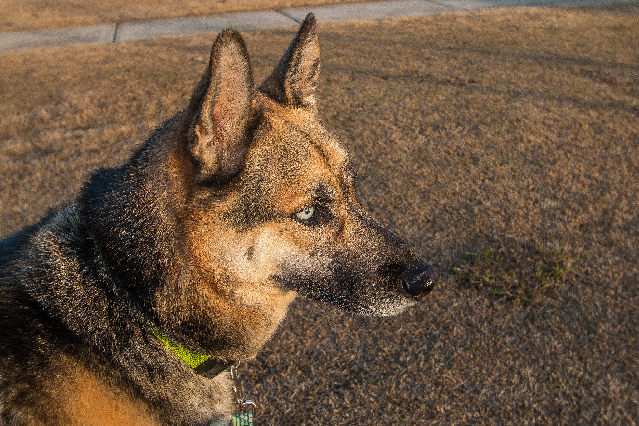 Sigma 10-20mm F3.5 EX DC HSM sample photo. Good boy photography