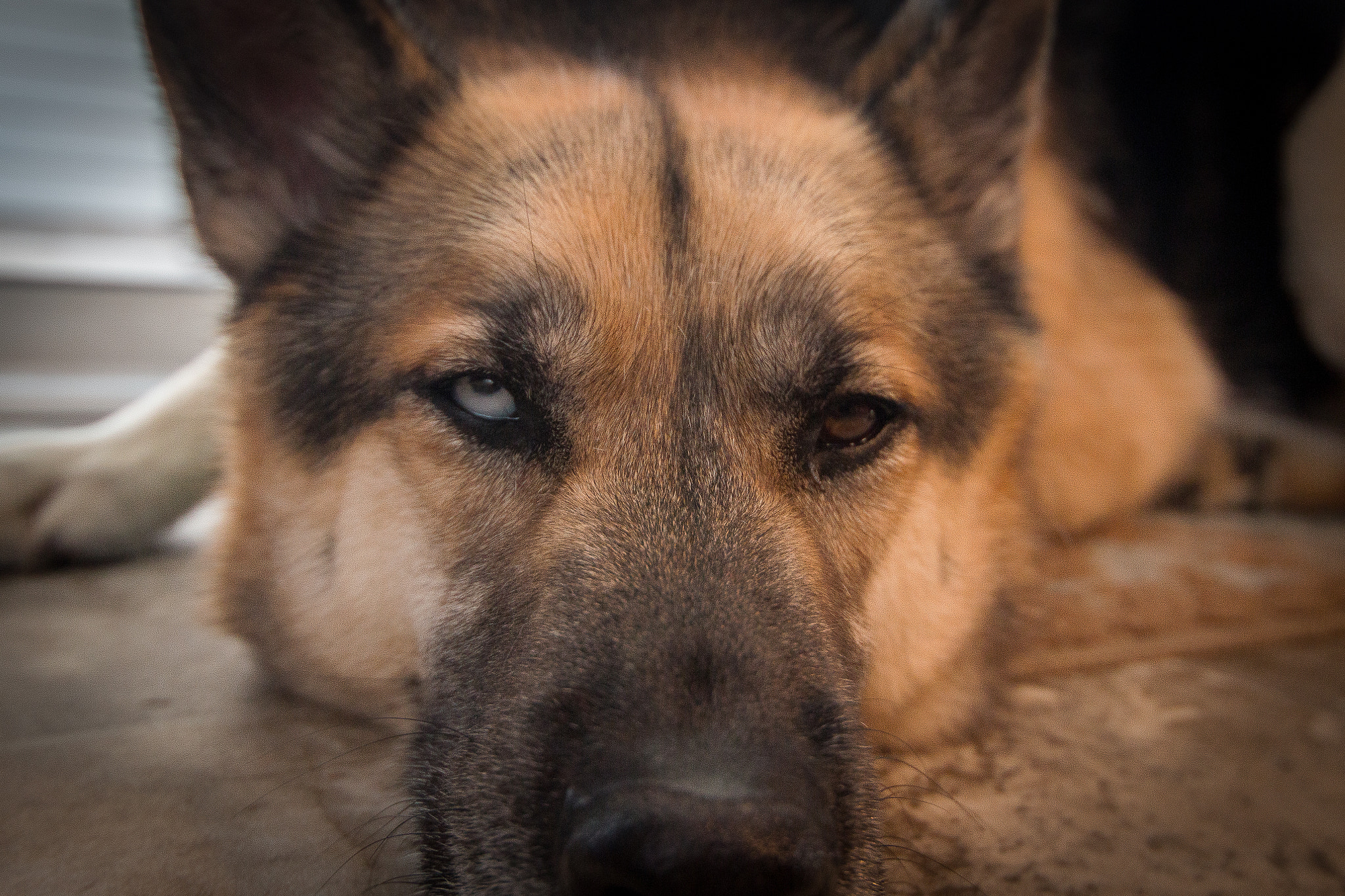 Sigma 10-20mm F3.5 EX DC HSM sample photo. Sleepy pup photography