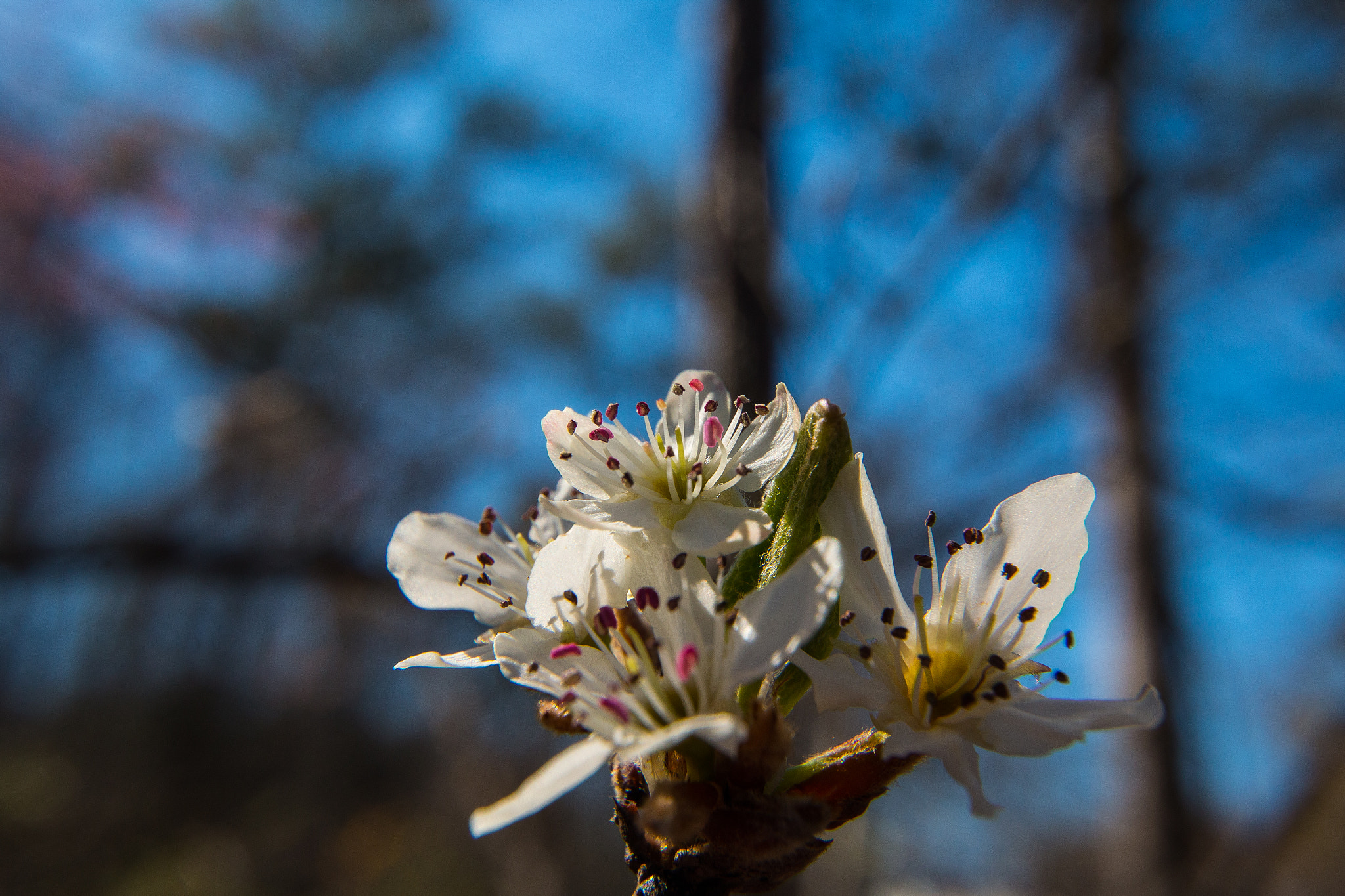 Canon EOS 70D sample photo. Spring bloom photography