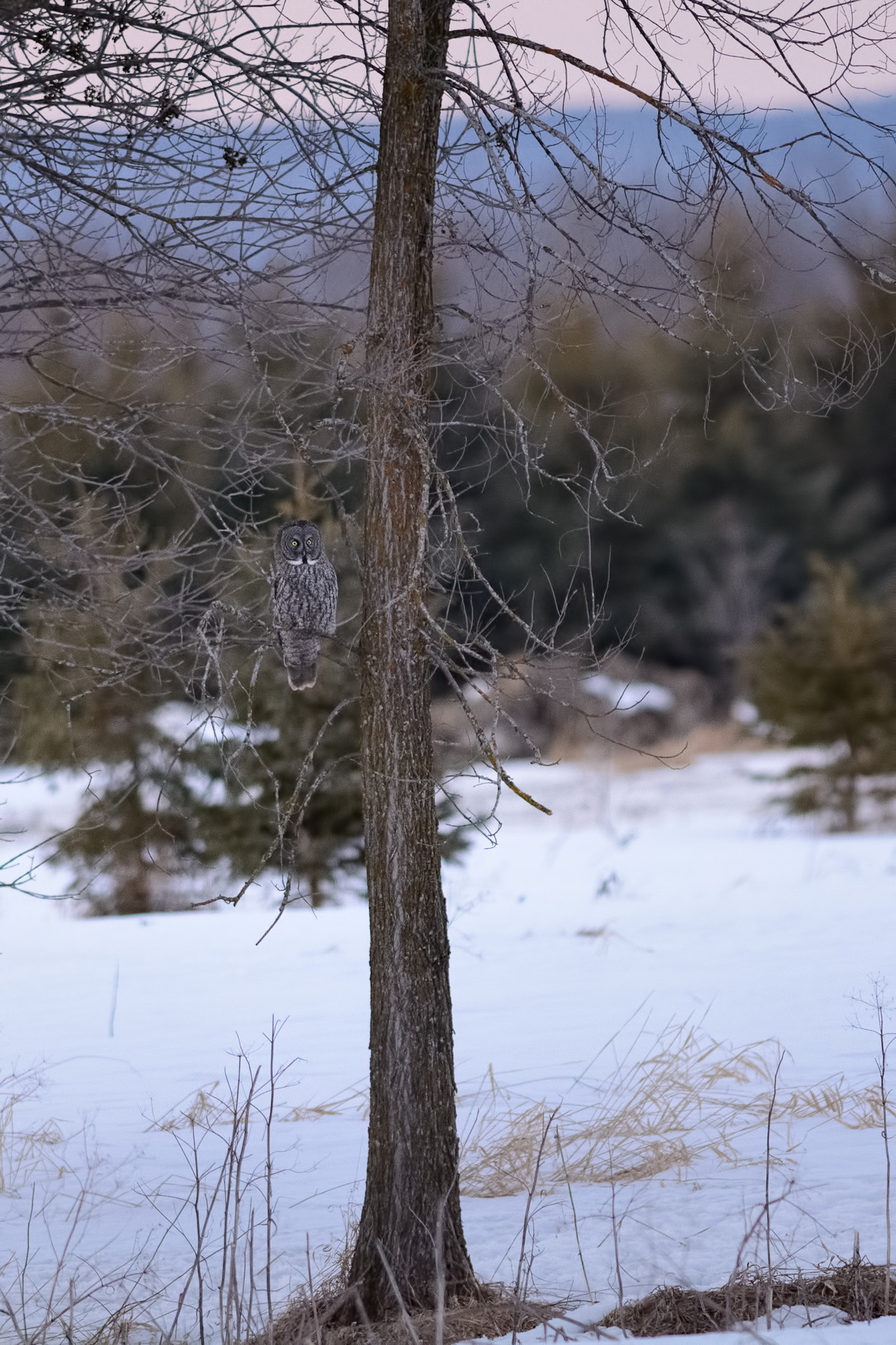 Nikon D7100 + Nikon AF-S Nikkor 300mm F2.8G ED-IF VR sample photo. Great gray owl at sunset photography