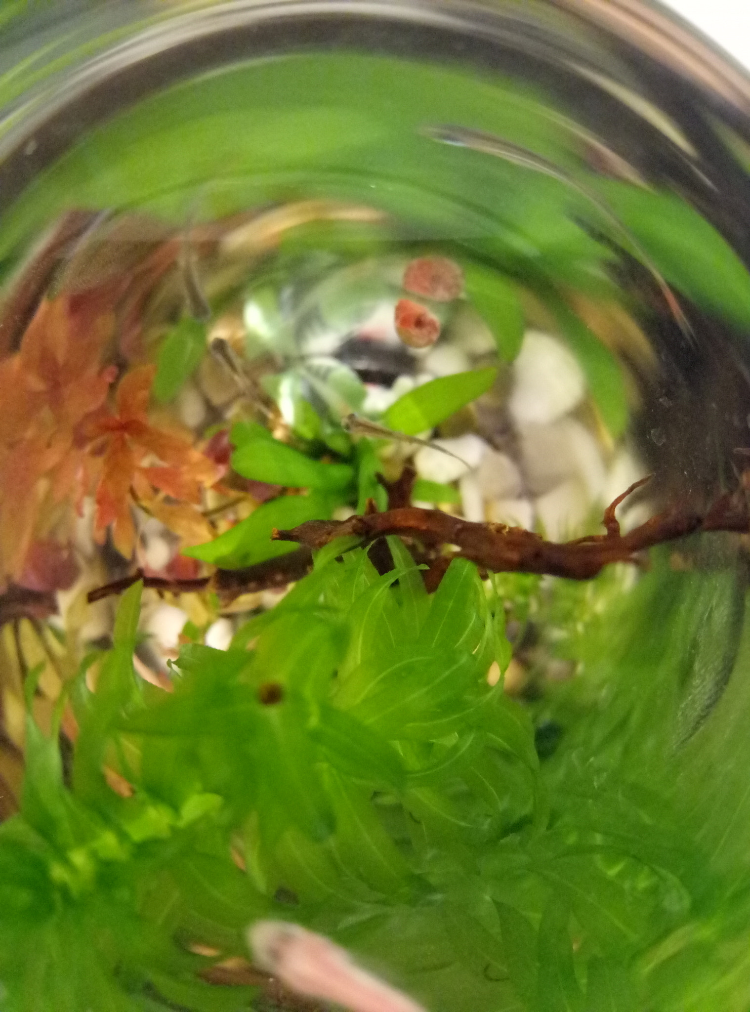 Meizu m3 sample photo. Litter fish photography