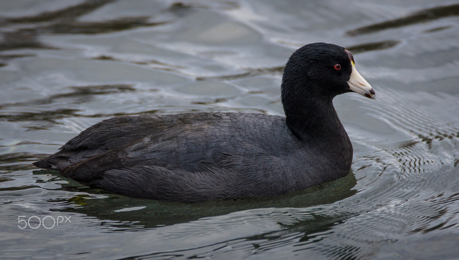 Sigma 150-600mm F5-6.3 DG OS HSM | C sample photo. Edgar photography