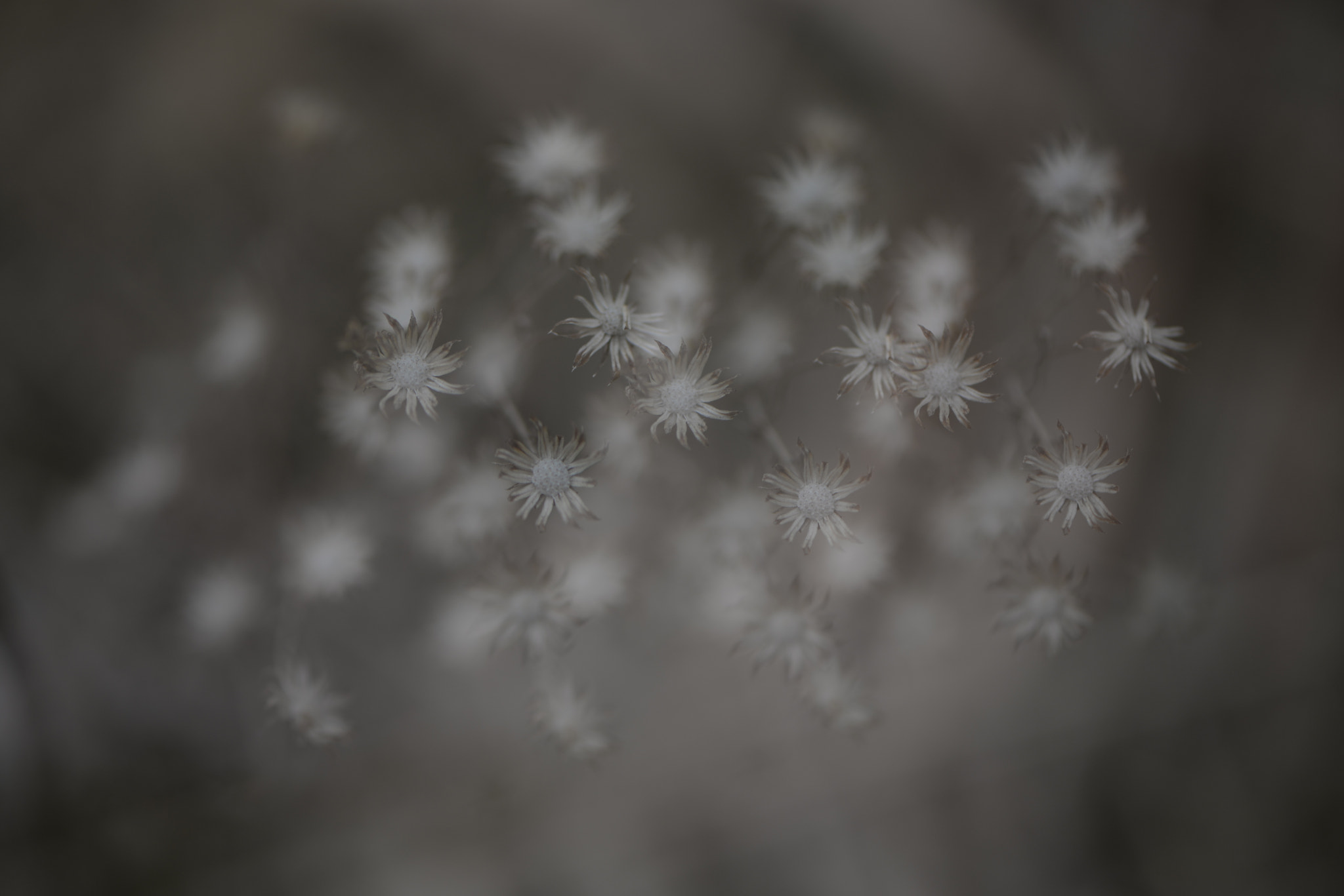 Nikon AF-S Micro-Nikkor 105mm F2.8G IF-ED VR sample photo