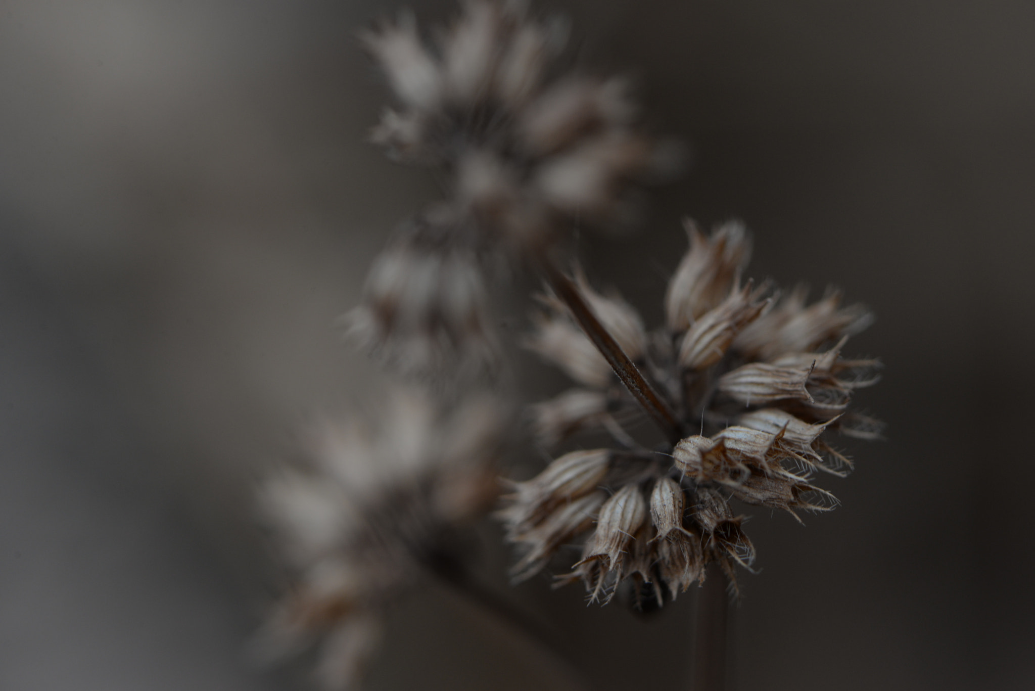 Nikon AF-S Micro-Nikkor 105mm F2.8G IF-ED VR sample photo