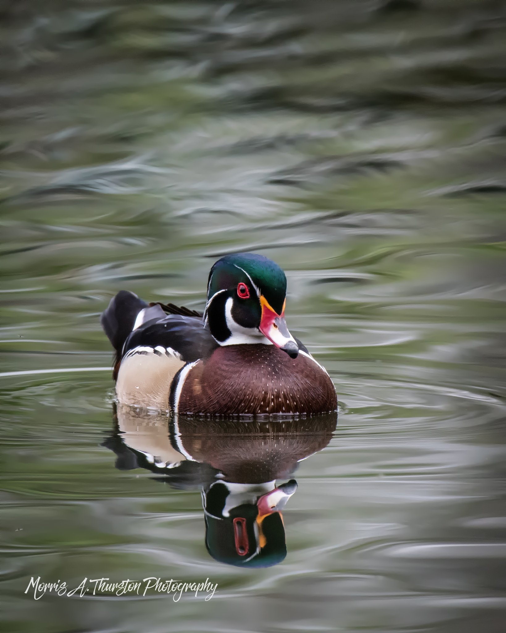 Nikon D810 sample photo. Wood duck photography