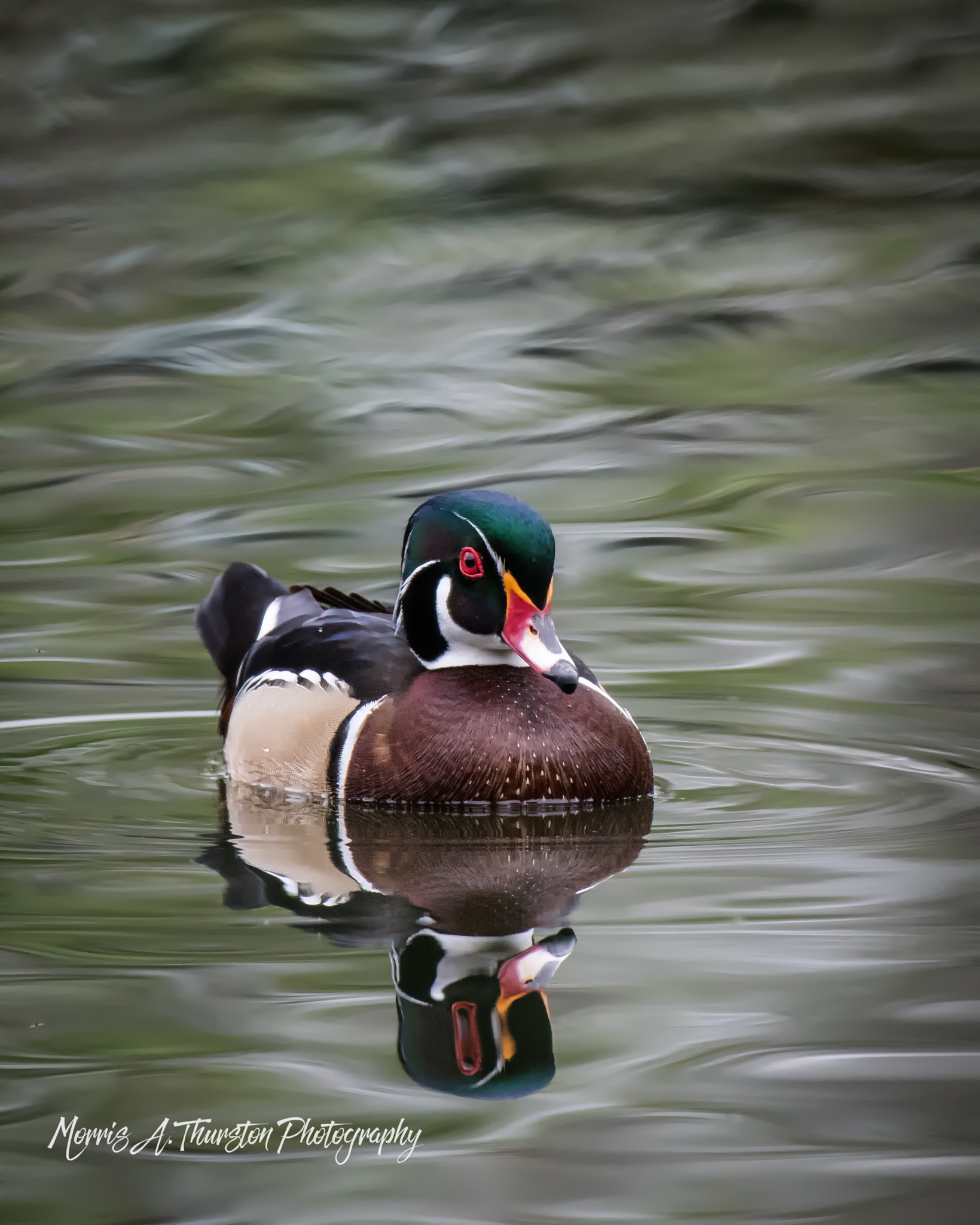Nikon AF-S Nikkor 200-500mm F5.6E ED VR sample photo. Wood duck photography