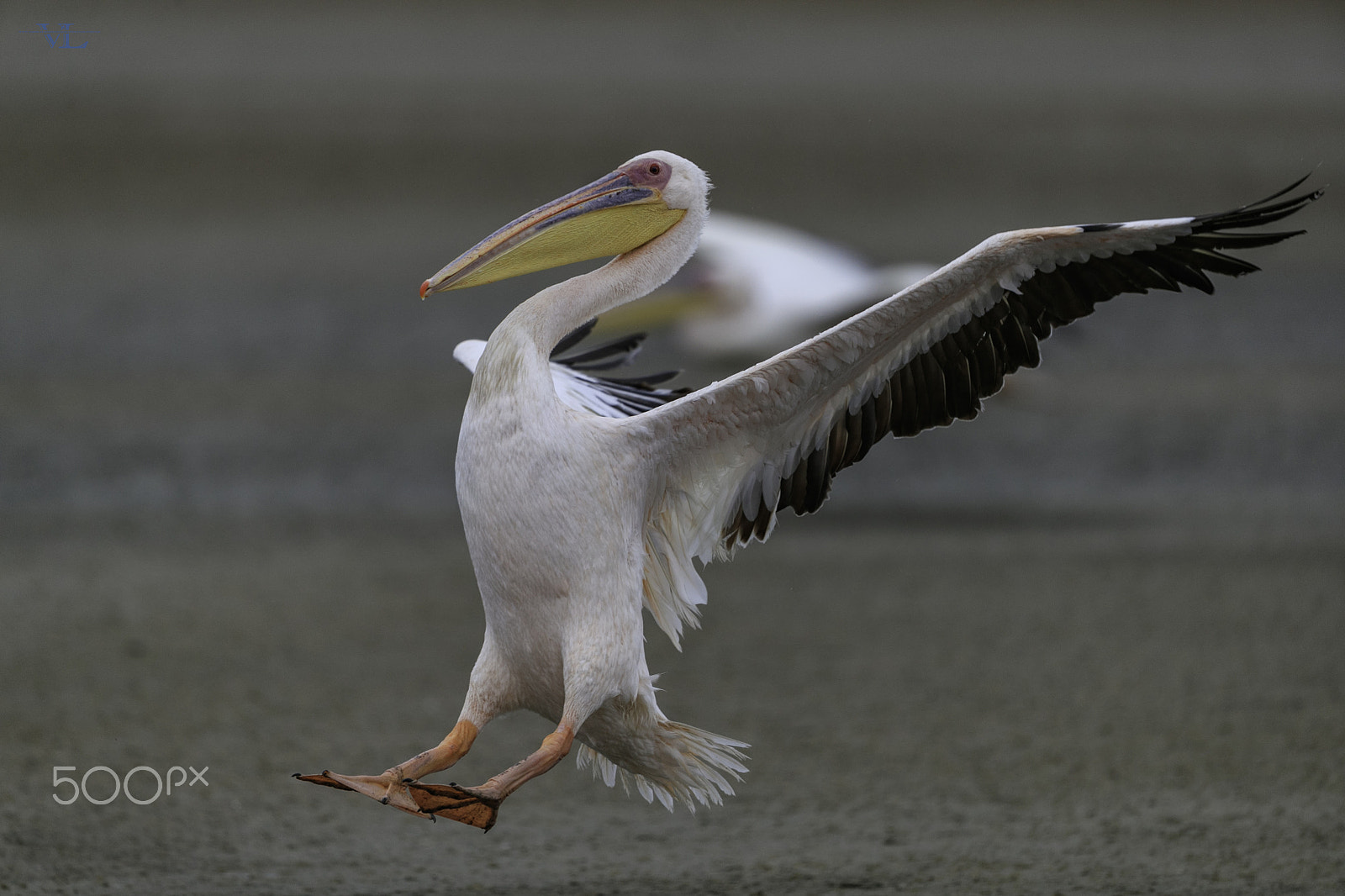 Canon EF 600mm F4L IS II USM sample photo. Pelican photography