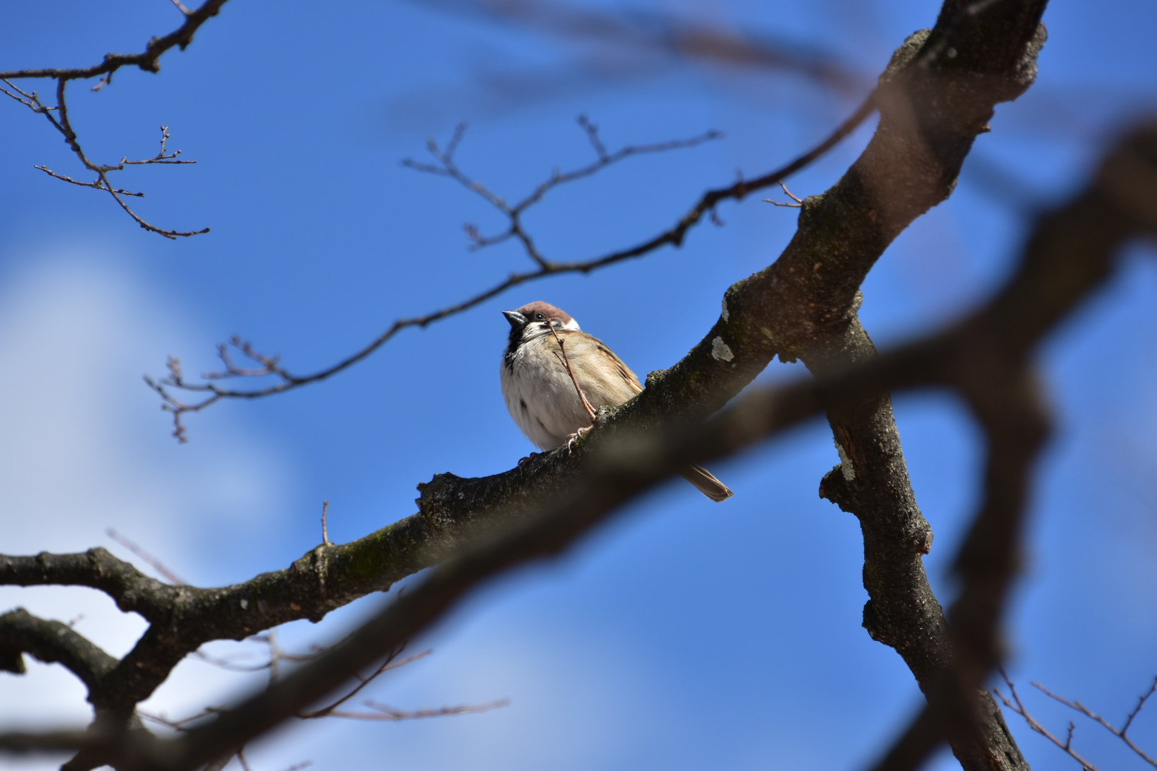 Nikon D7200 sample photo