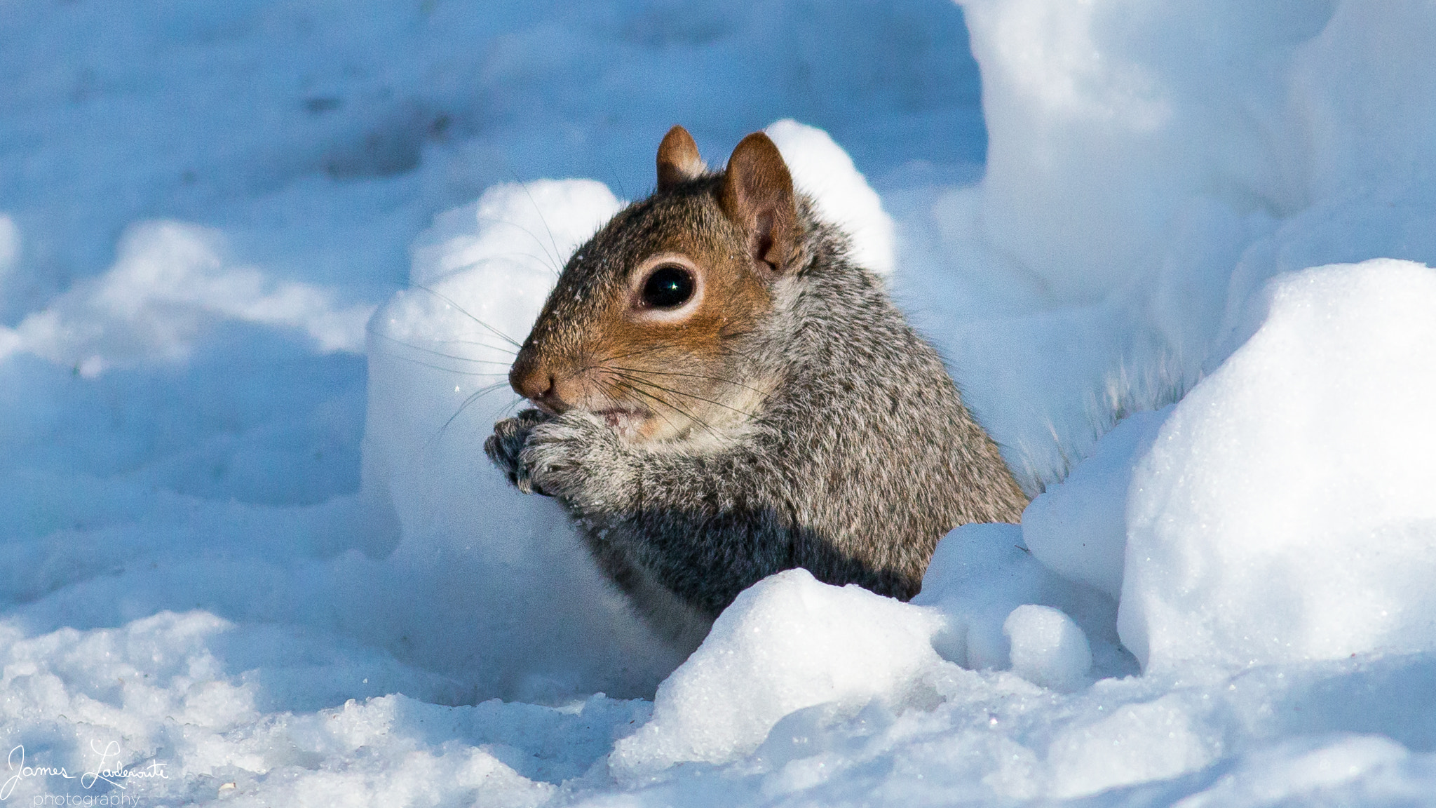 Canon EOS 70D + Canon EF 400mm F5.6L USM sample photo. Squirrel in the snow photography
