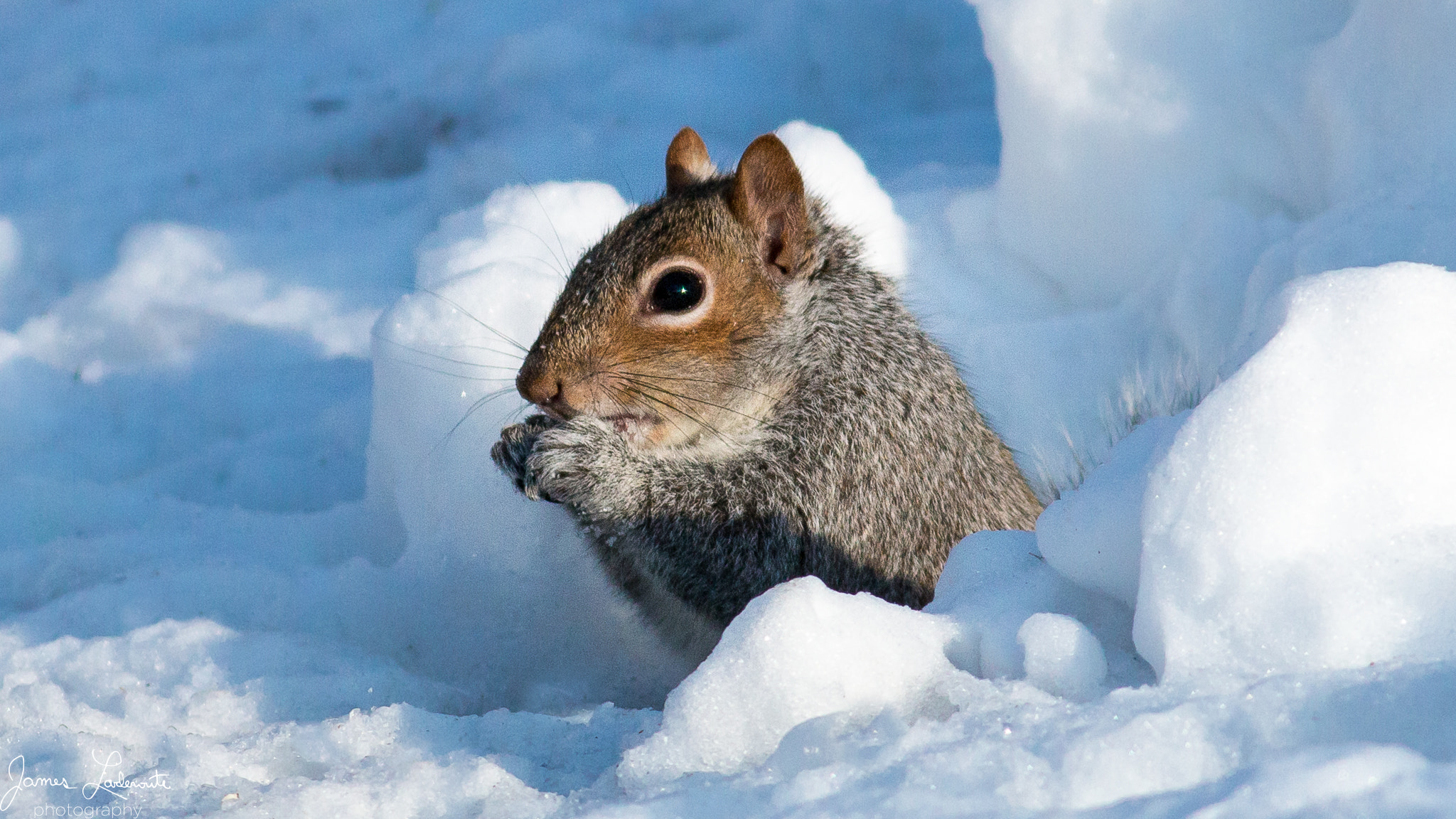 Canon EF 400mm F5.6L USM sample photo. Squirrel in the snow photography