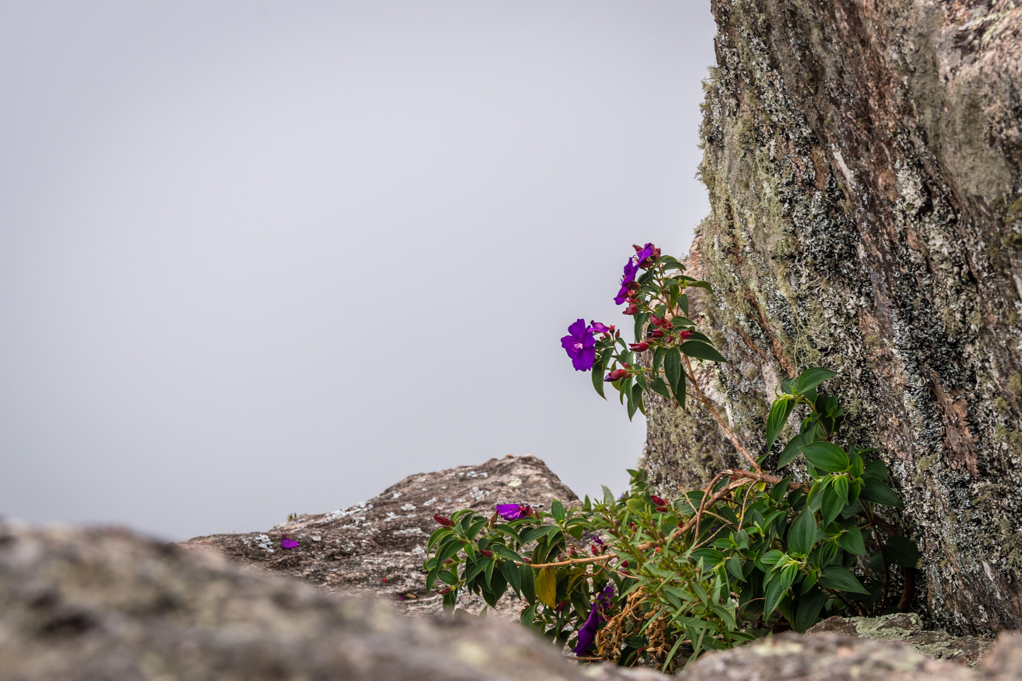 Sigma 17-50mm F2.8 EX DC OS HSM sample photo. Life at 1840m high photography