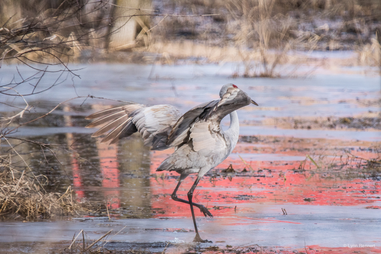 Sony ILCA-77M2 sample photo. Crane dance photography